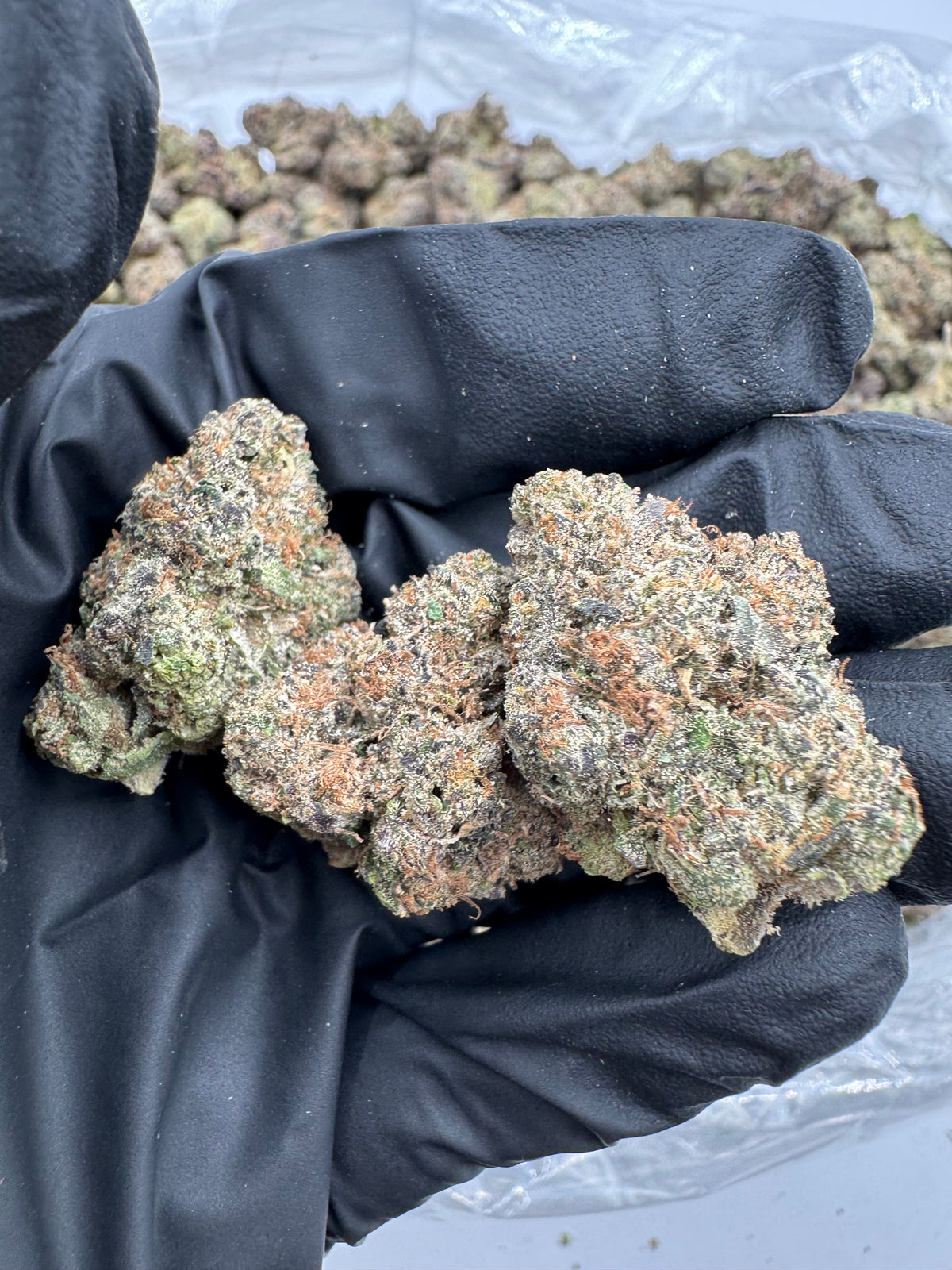 Lemon Cherry Gumbo (Indoor Plus) flower photo