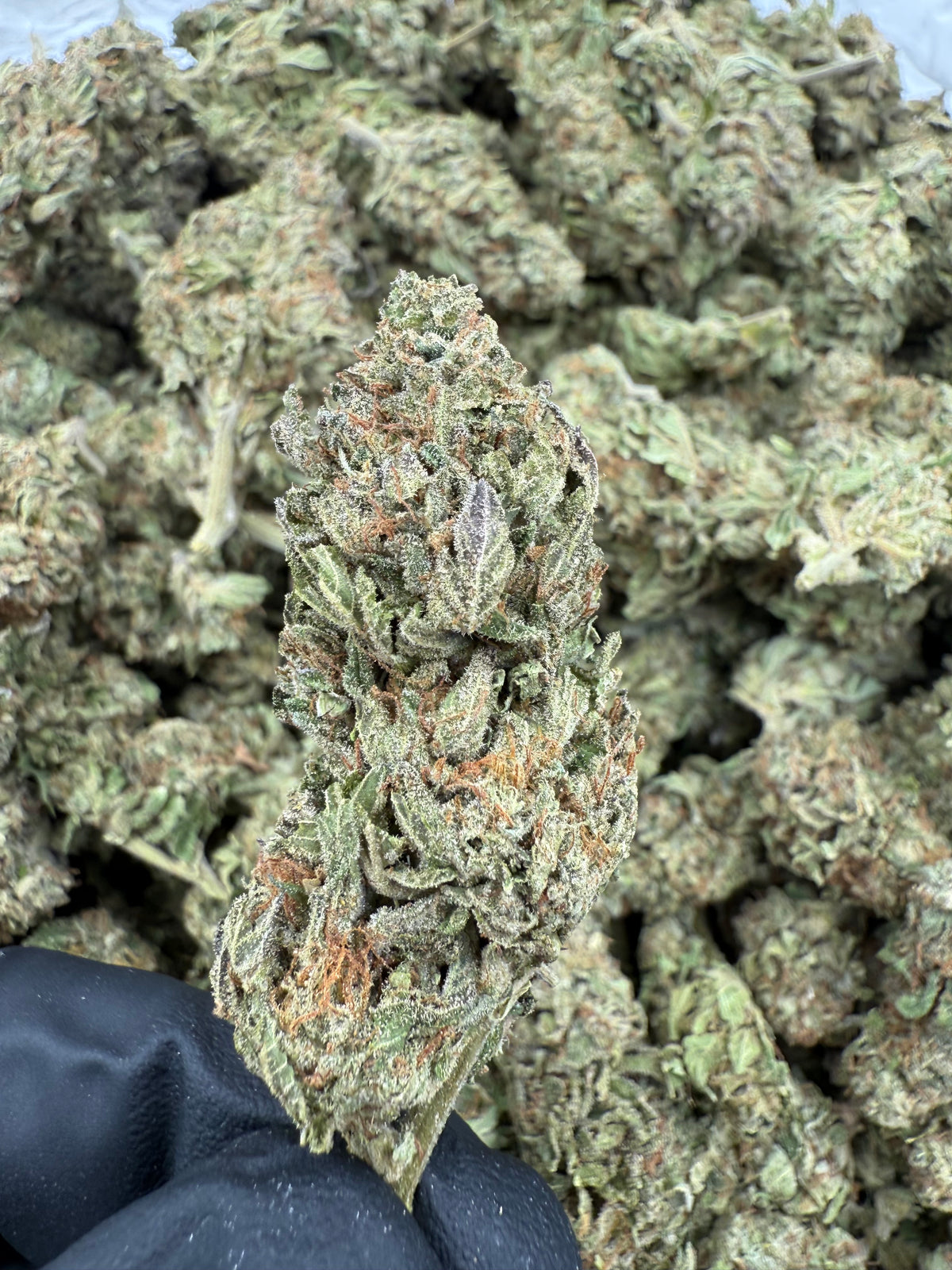 Gas Face (Lows) supplier nug photo
