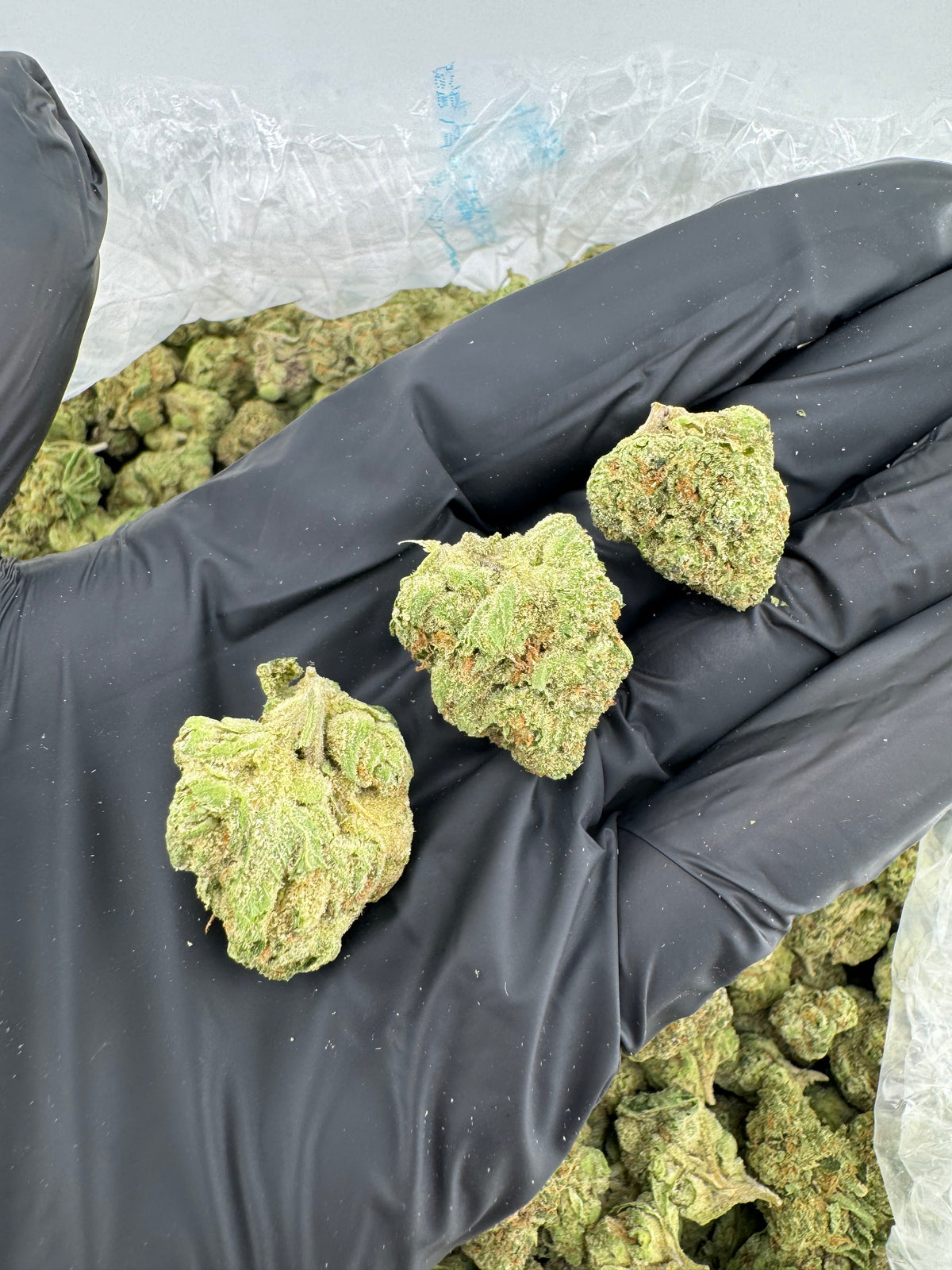 Gelato 41 (Mediums) flower photo