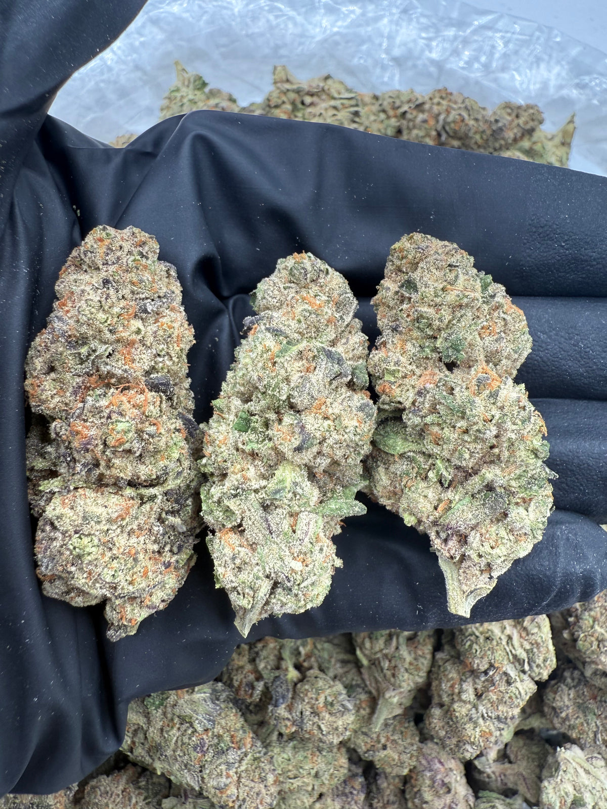Purple Lemonade (Indoor 7) flower photo