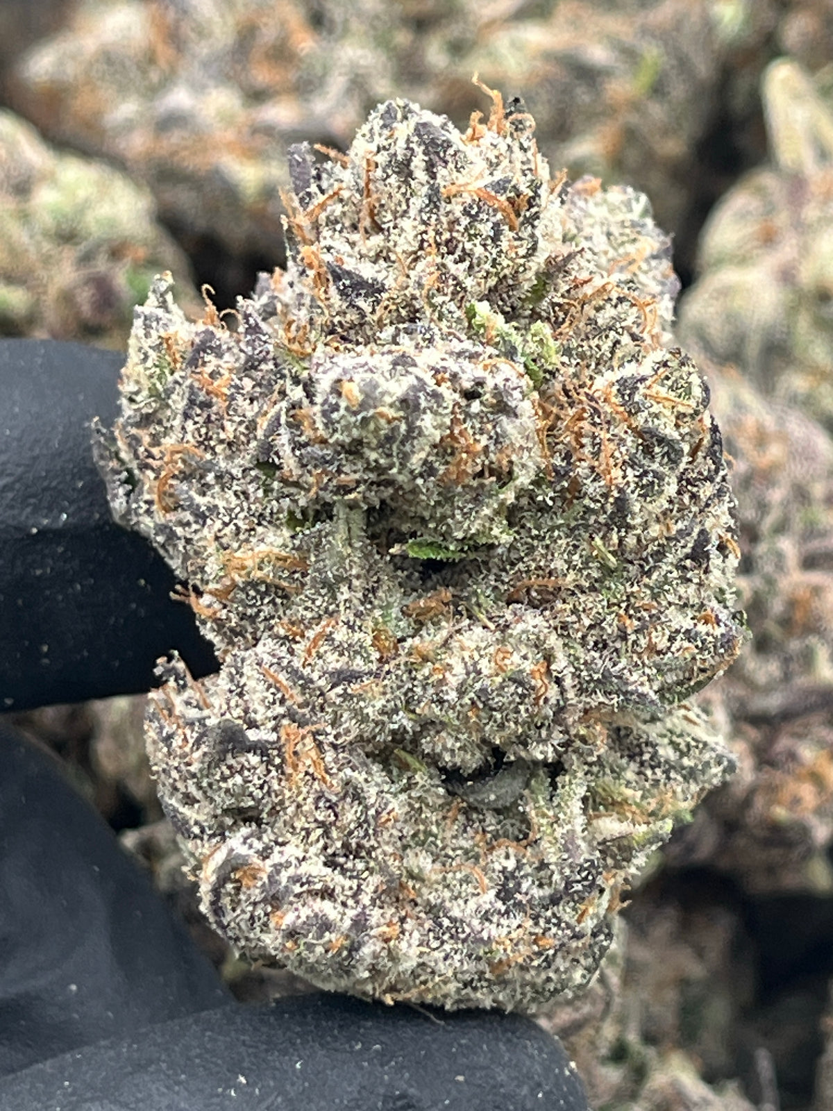 Purple Goo (Exotic) supplier nug photo