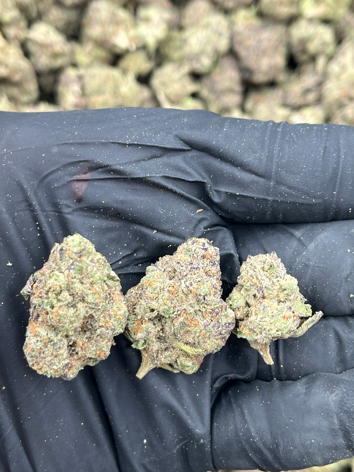 Cough Syrup (Indoor) flower photo