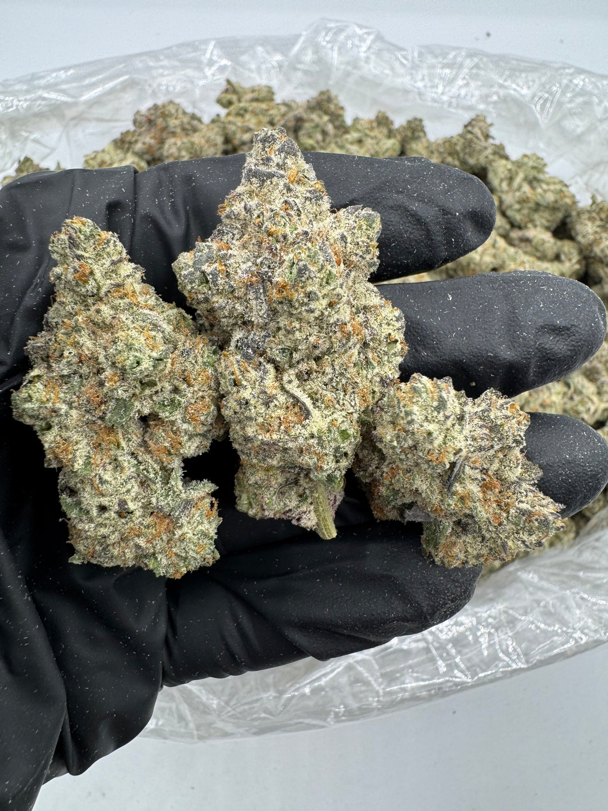 Frosted Donutz (Indoor Plus) flower photo