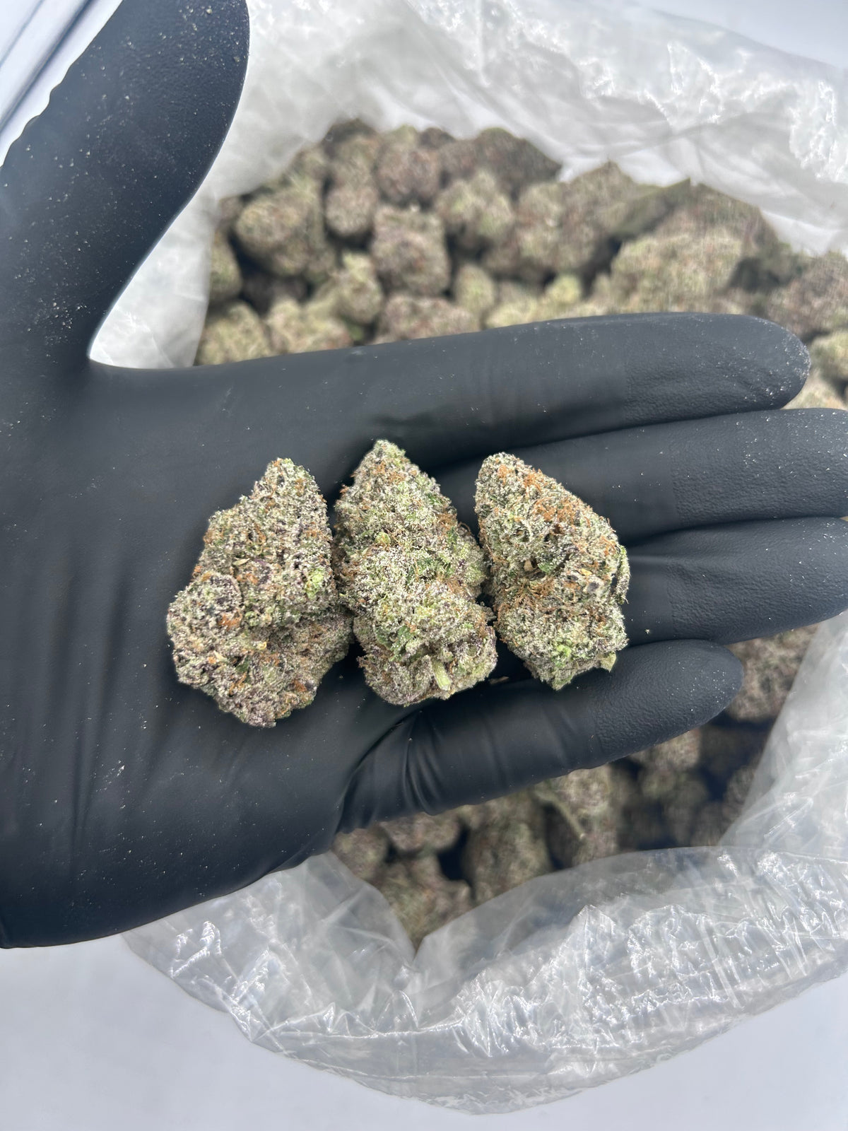 Watermelon Warheadz (Indoor Plus) flower photo