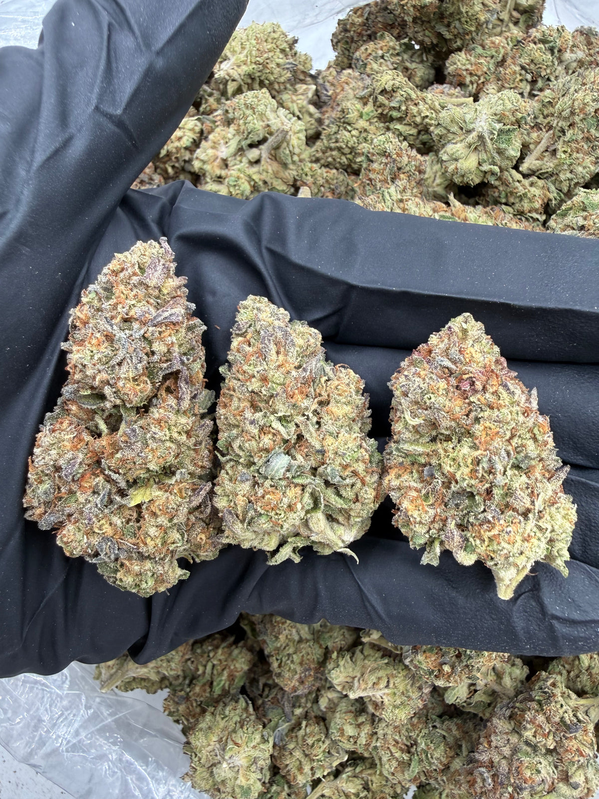 Slurricane (Deps) flower photo