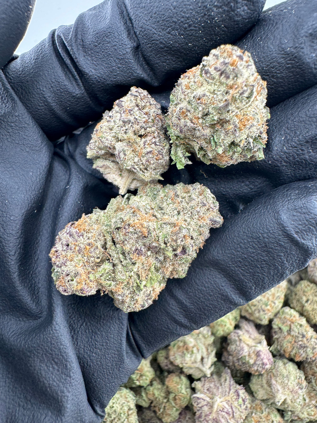 Purple Punch (Indoor) flower photo