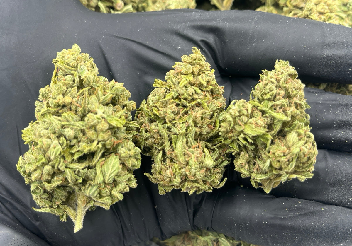 Blueberry Space Cake (Deps) flower photo