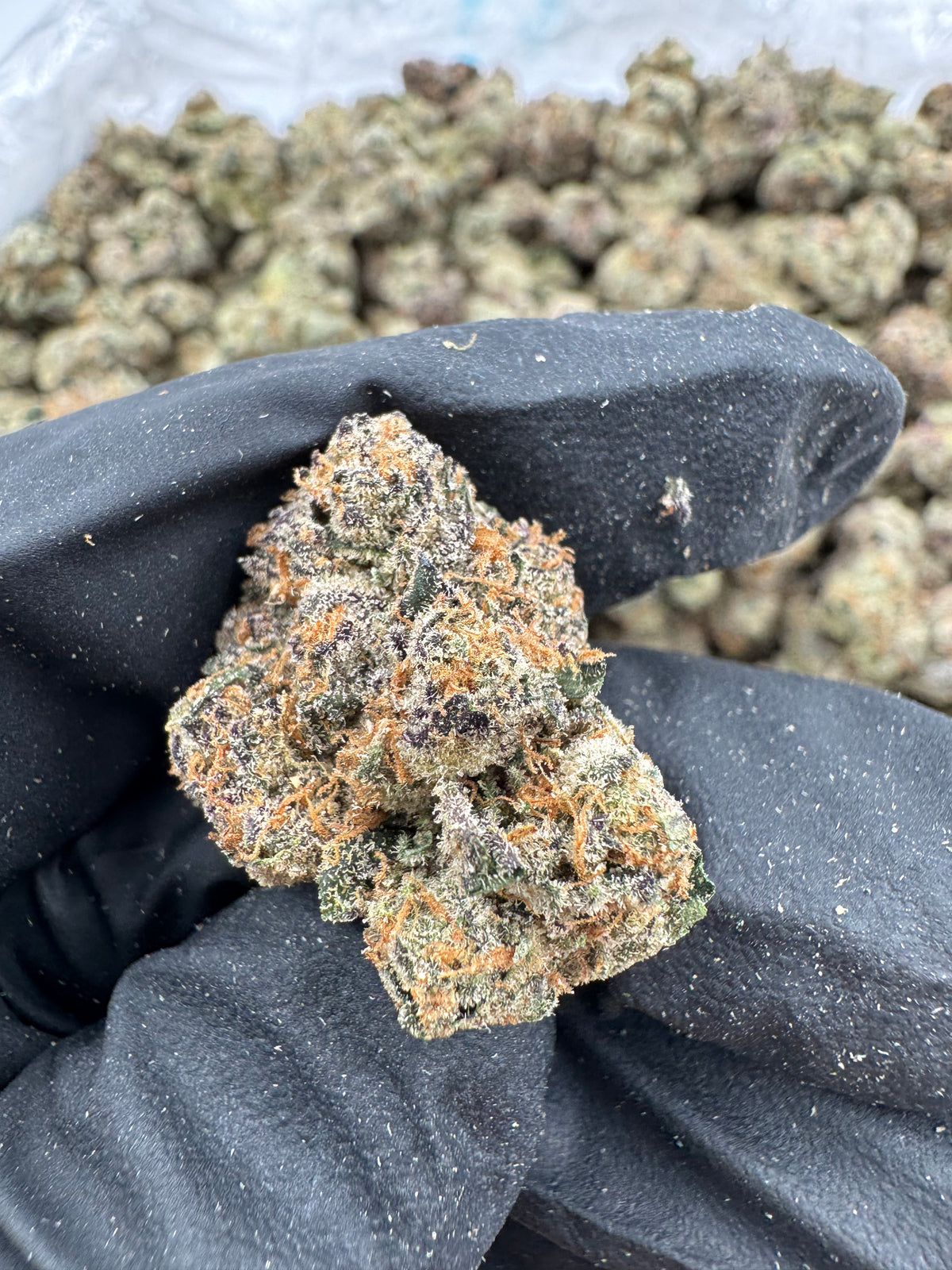 White Cherry Gelato (Indoor) supplier nug photo