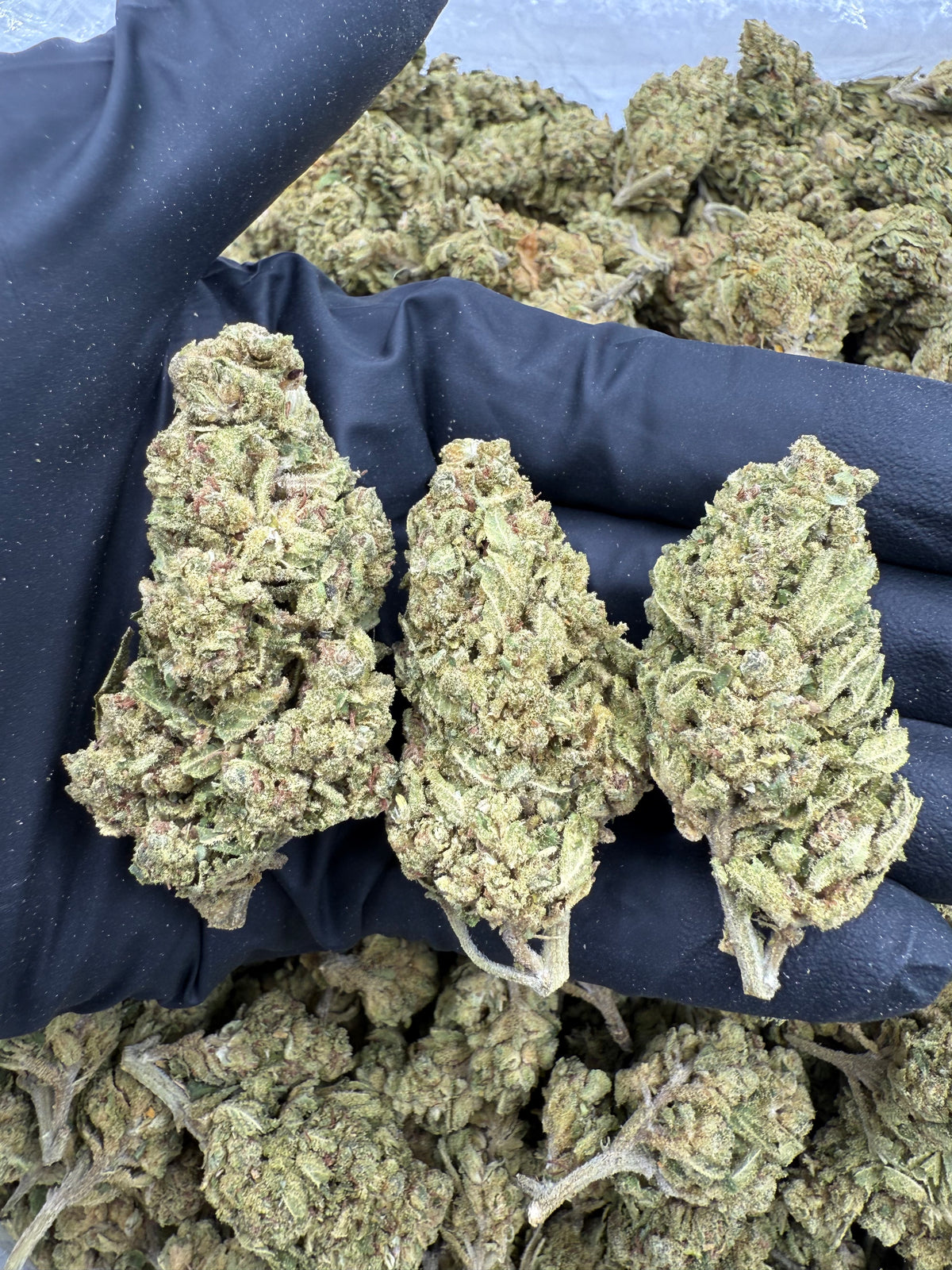 Hawaiian Punch (Low) flower photo