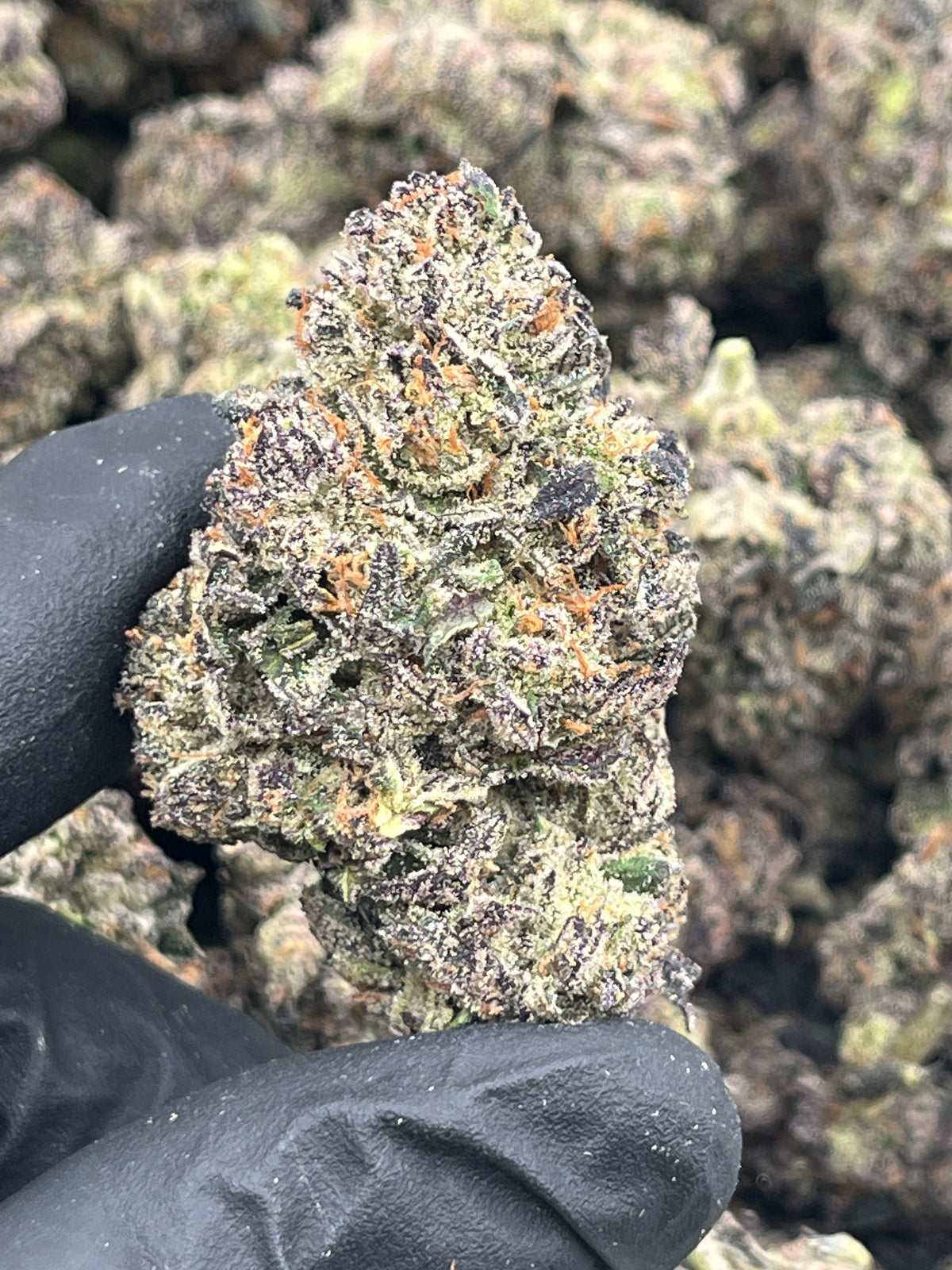 Grape Runtz (Exotic) supplier nug photo