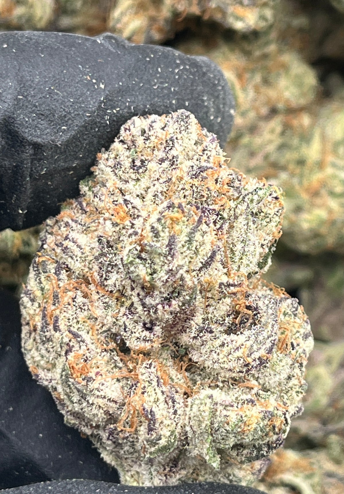 Parisian Kush (Exotic) supplier nug photo