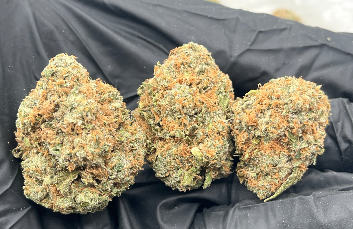 Sugar Crash (Indoor Plus) flower photo