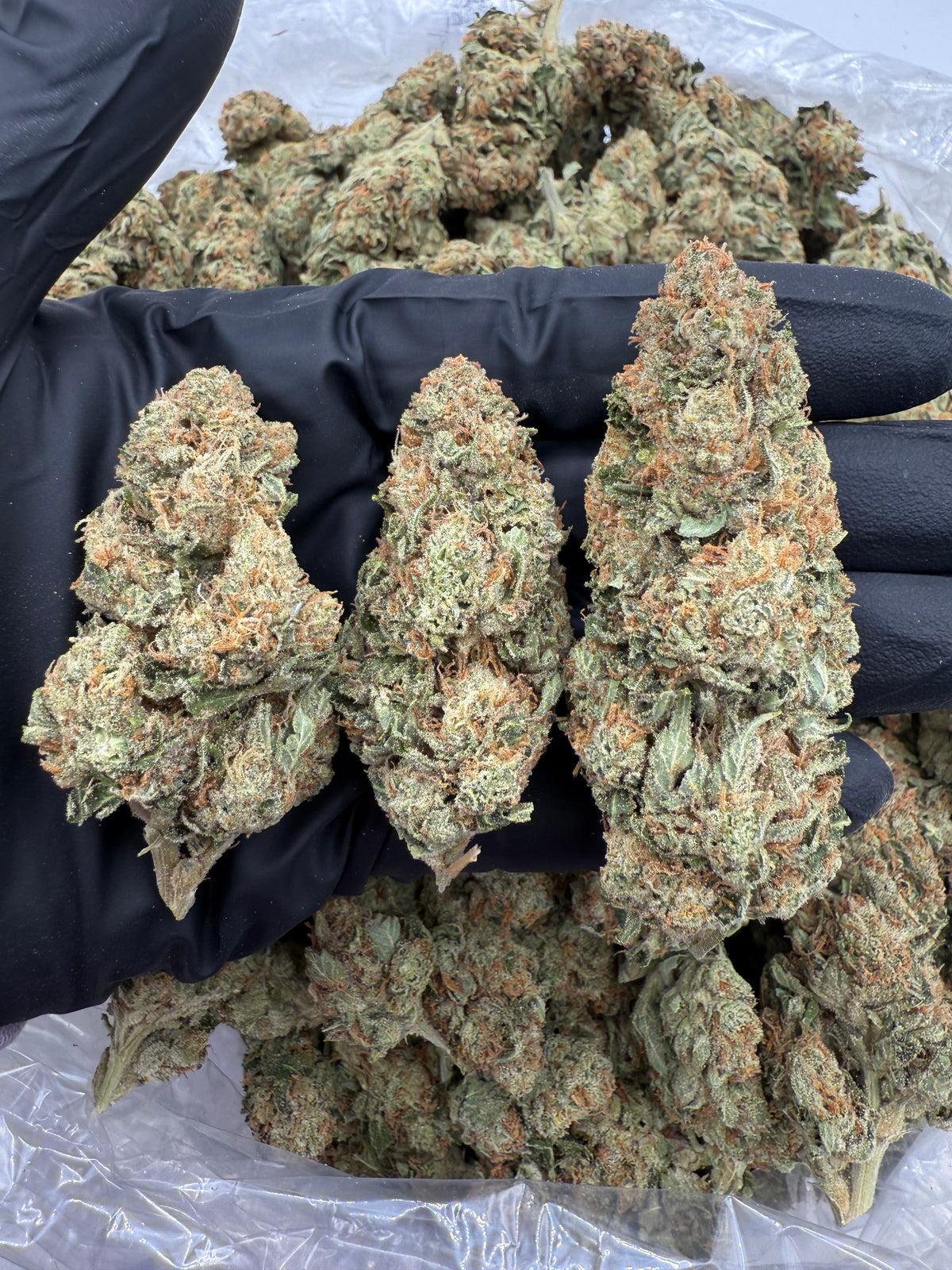 SFV (Indoor) flower photo