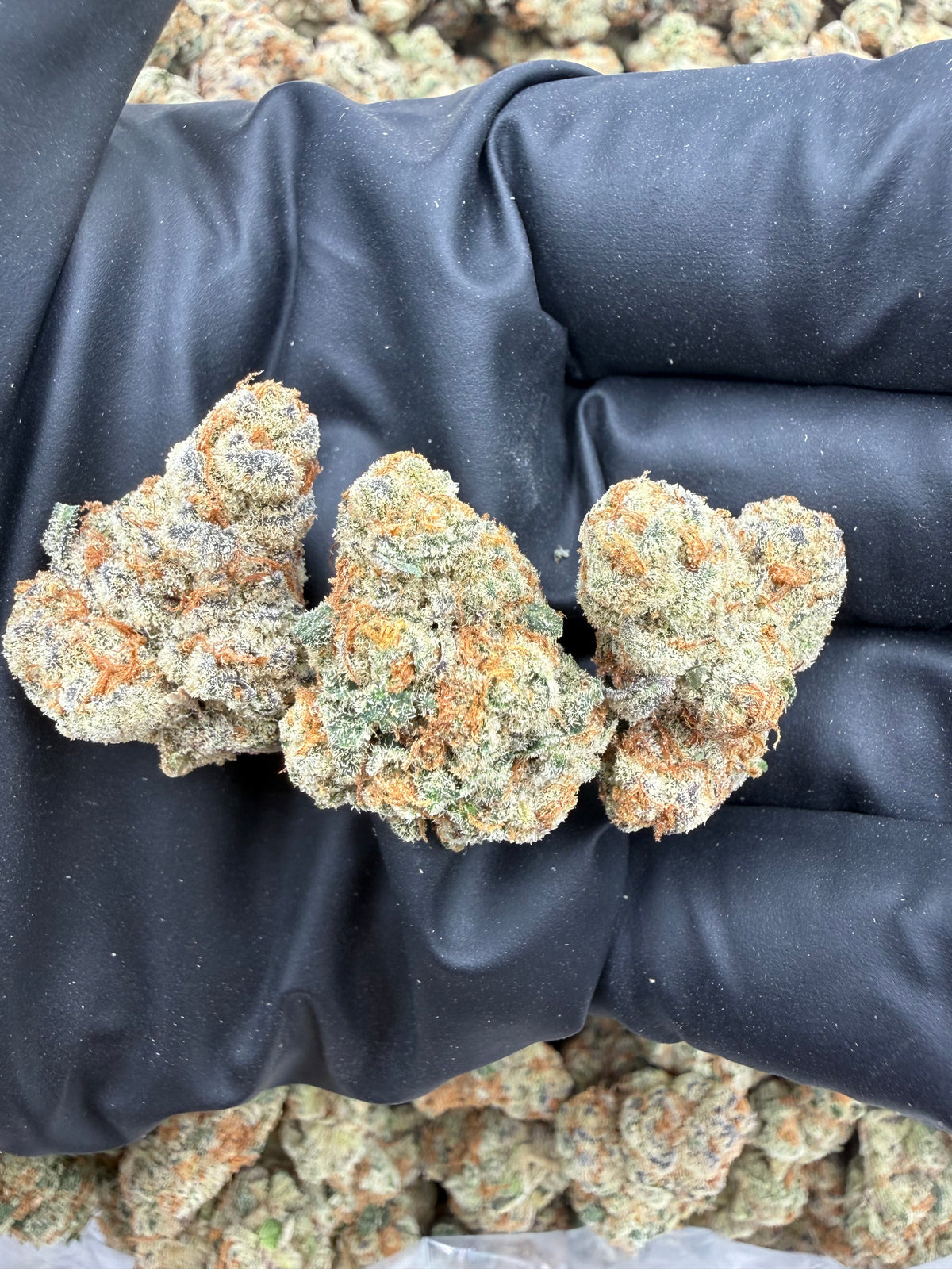 Cherry Haze (Indoor) flower photo