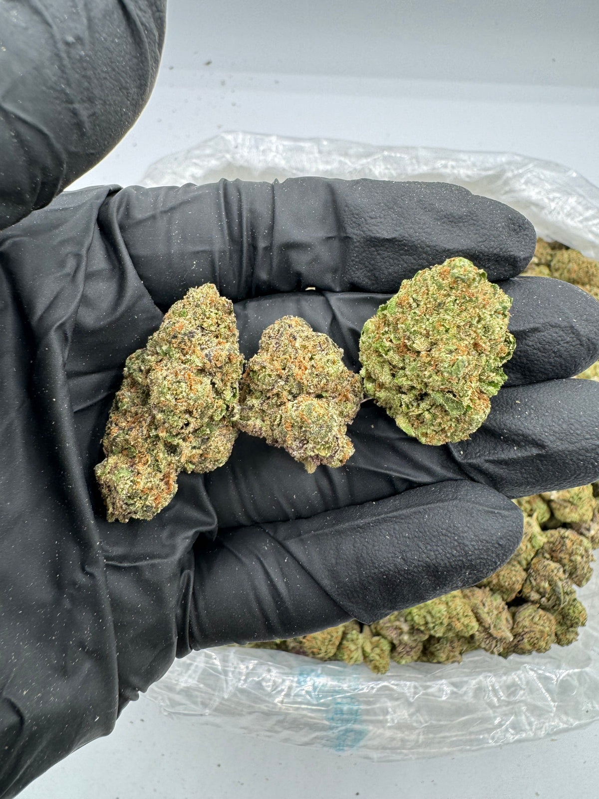 LCG (Indoor) flower photo