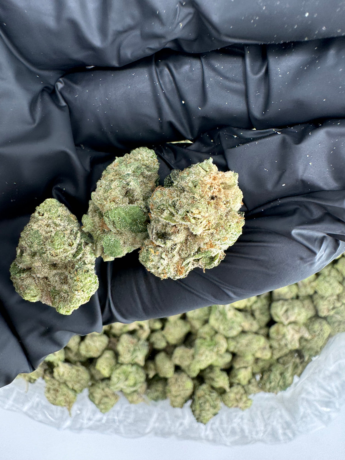 Lemon Bars (Mediums) flower photo