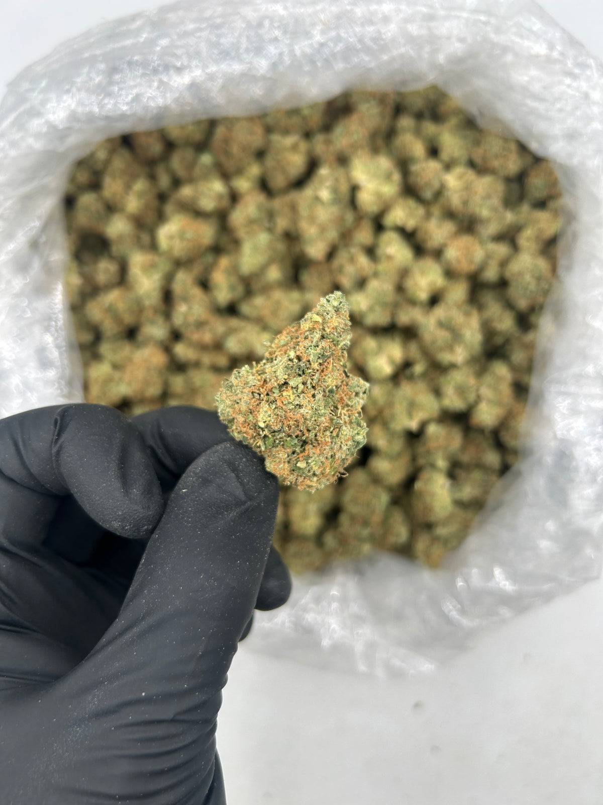 Mango Tango (Indoor Plus) supplier nug photo