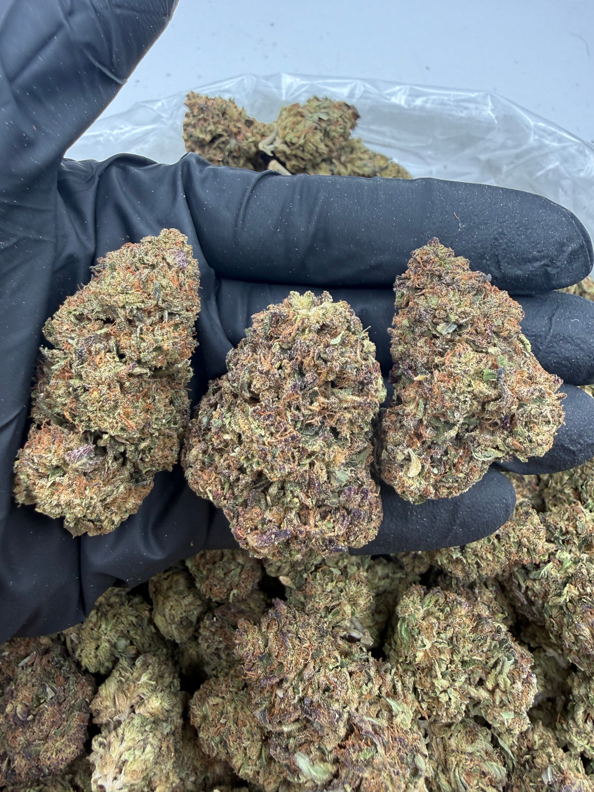 Tropical Gelato (Deps) flower photo