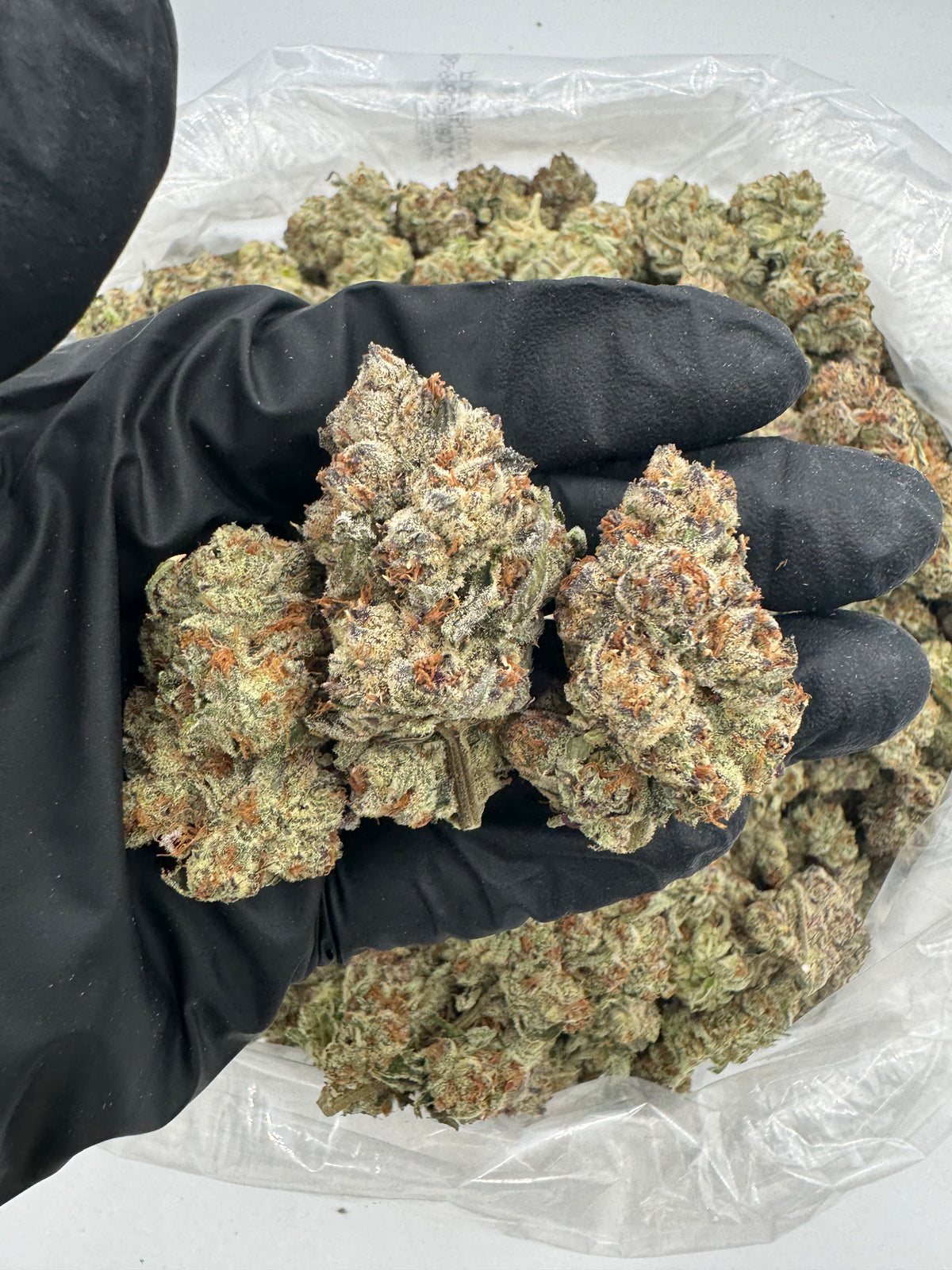 Candy Crush (Indoor Plus) flower photo