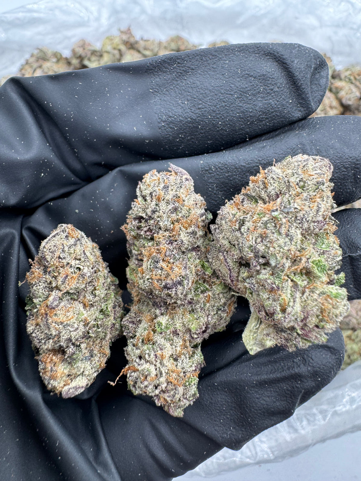 Purple Slime (Indoor) flower photo