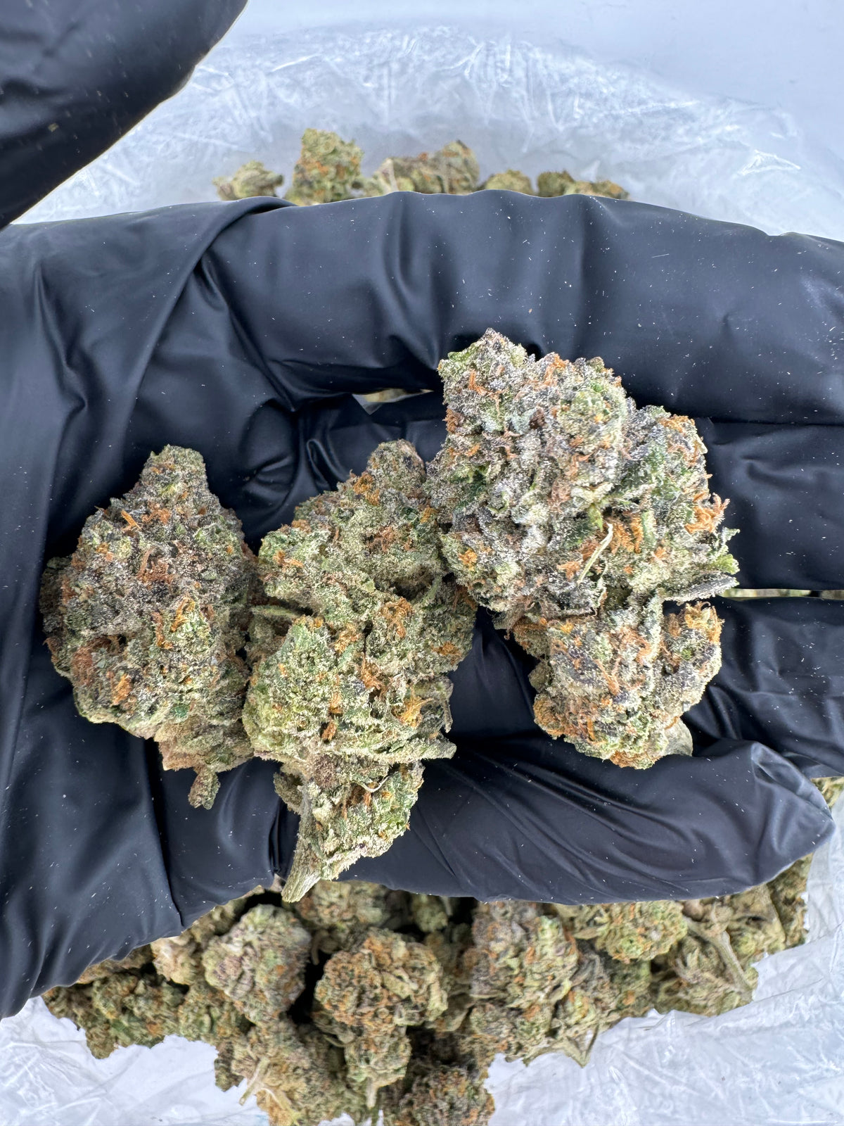 Rainbow Gelato (Indoor Plus) flower photo