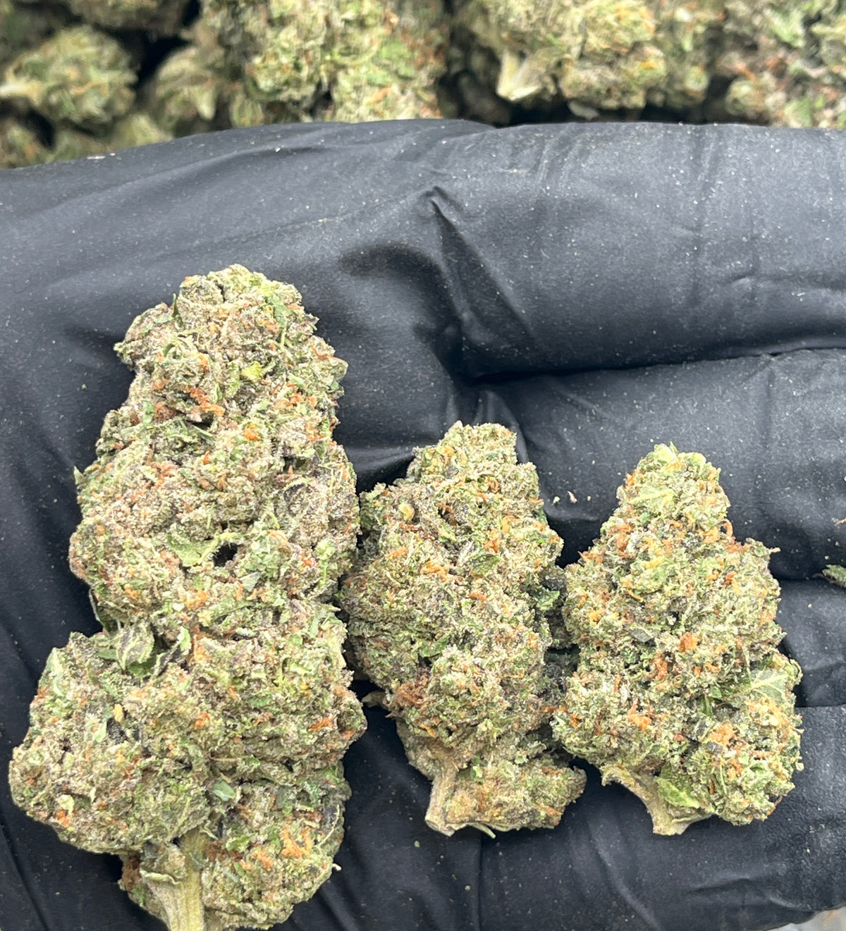 Jet Fuel Runtz (Deps Plus) flower photo
