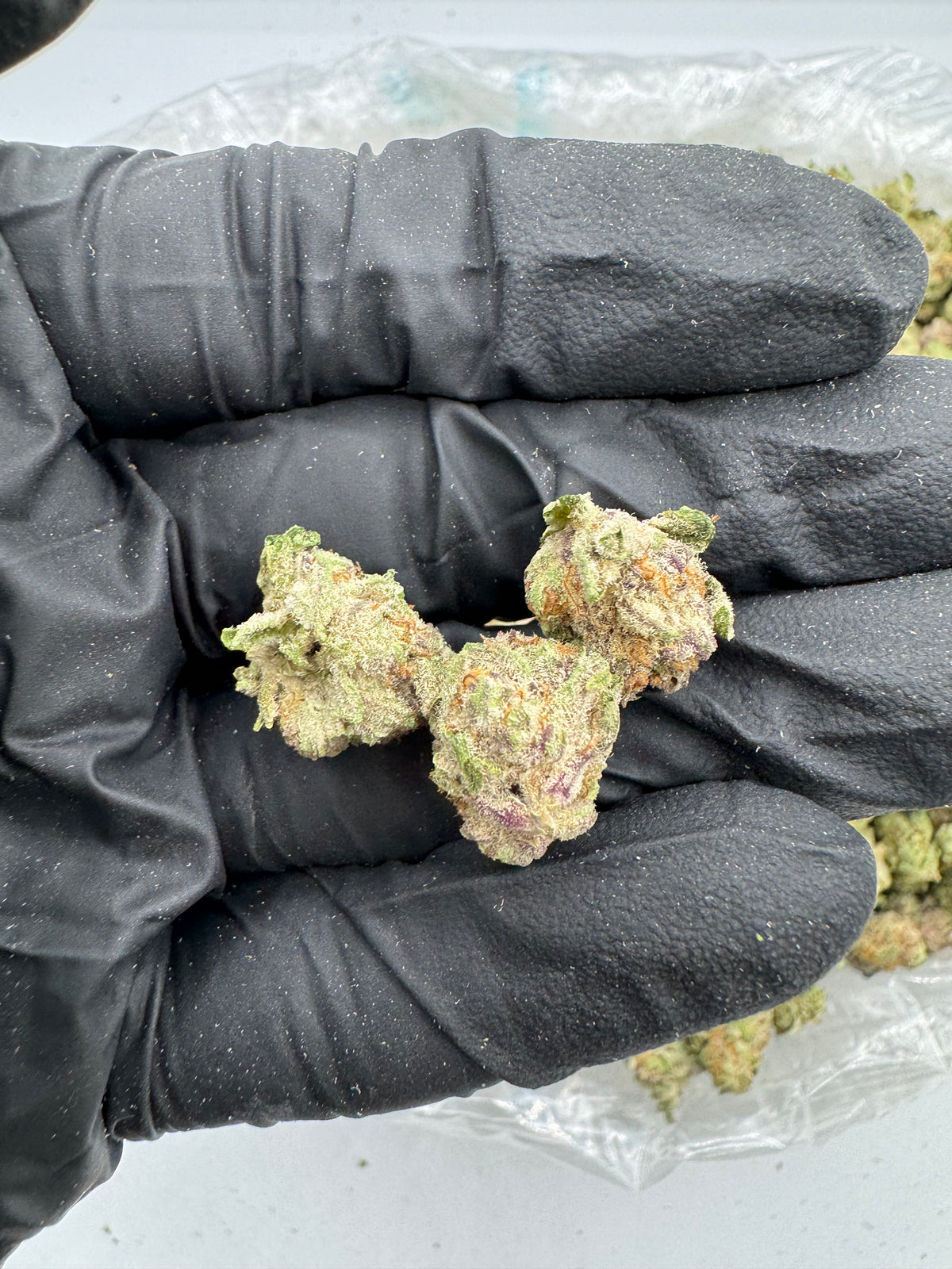 Purple Punch (Smalls) flower photo