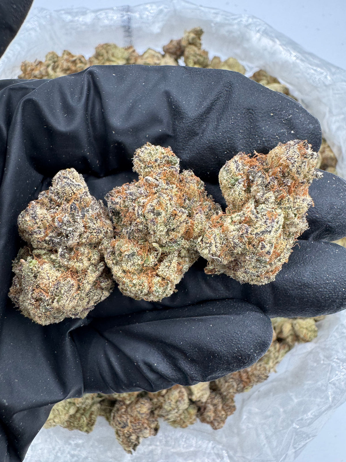 Monster Cookies (Indoor Plus) flower photo