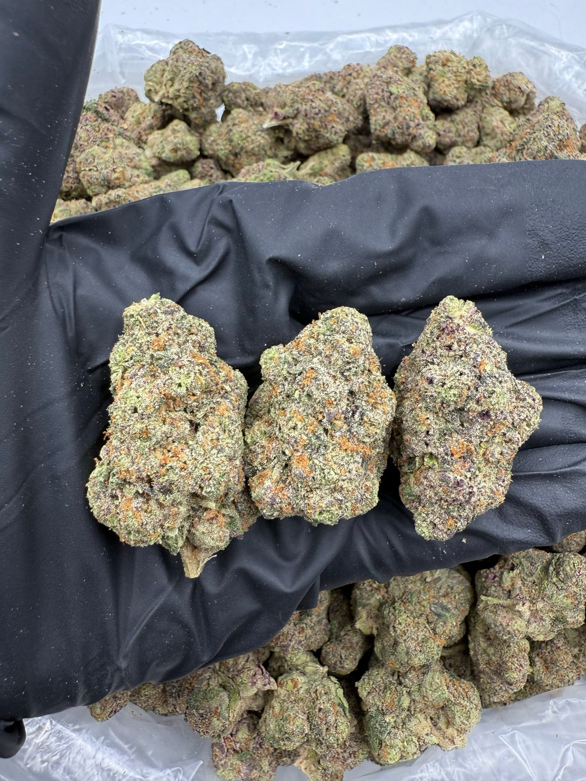 Candy LCG (Indoor 7) flower photo