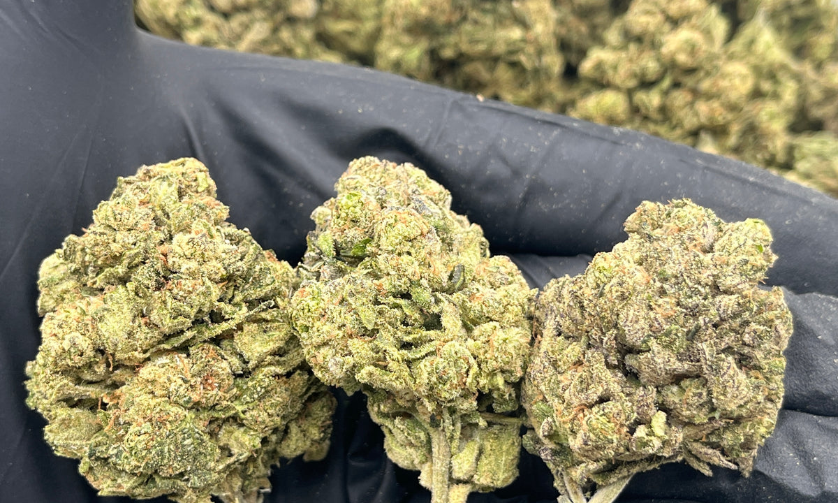 Cherry Hi Chew (Deps Plus) flower photo