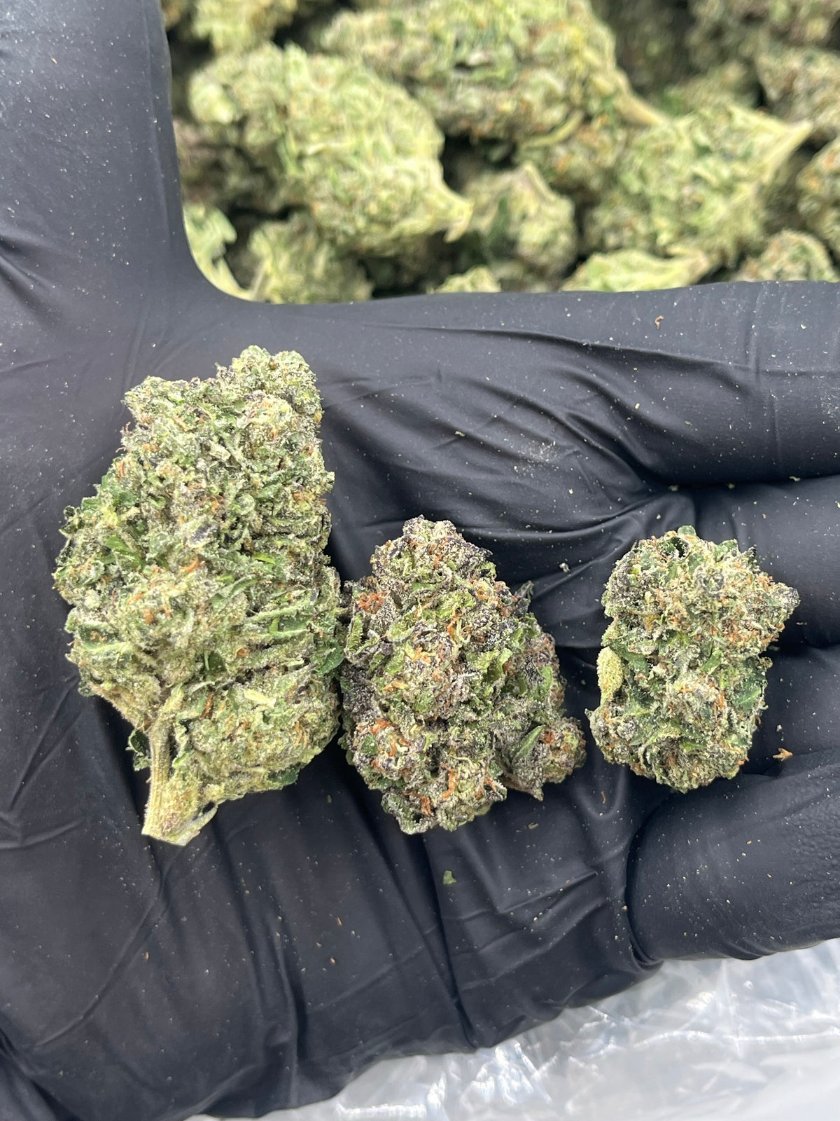Grape Limeade (Indoor) flower photo