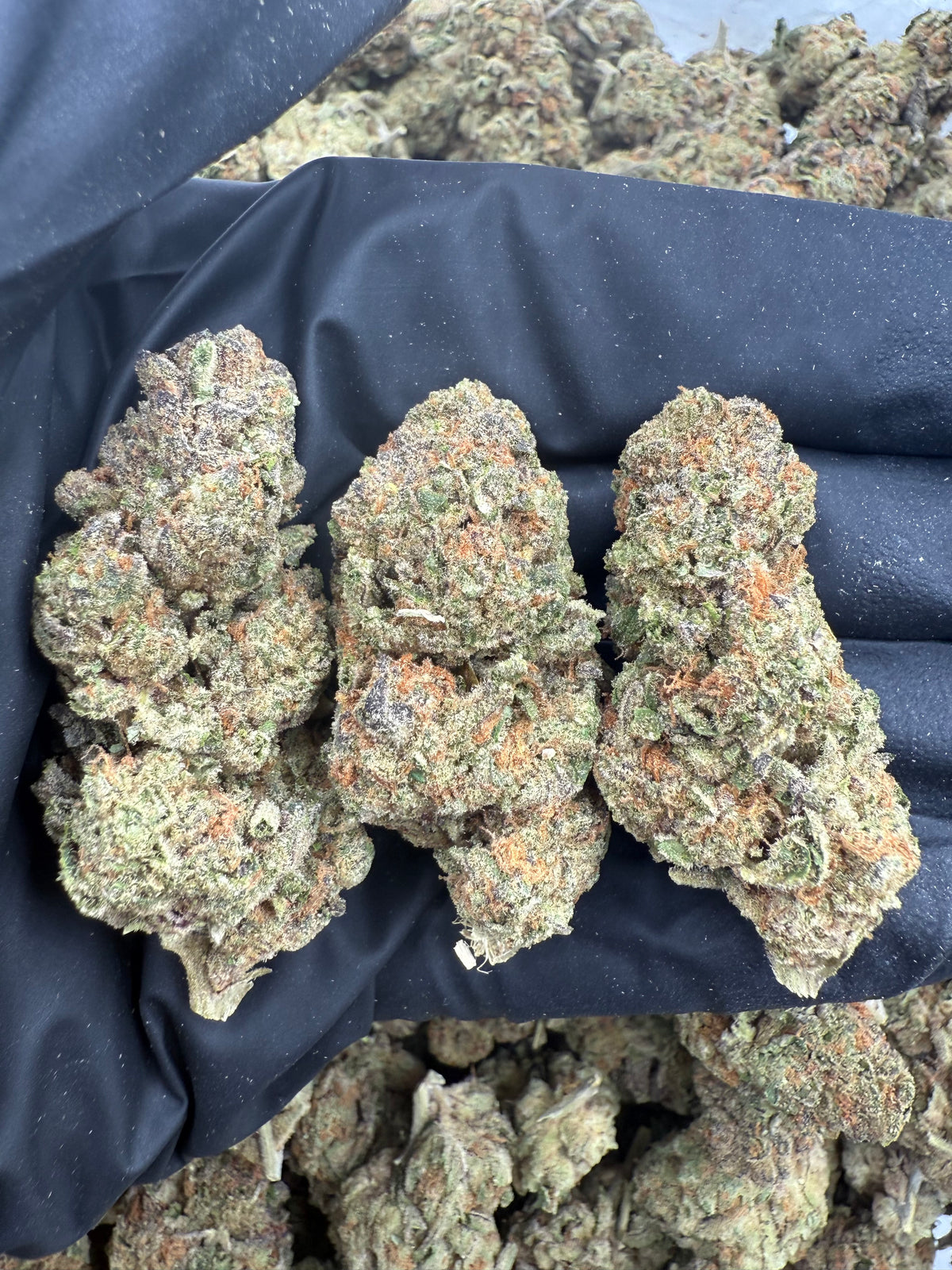 Sour Joker (Indoor) flower photo