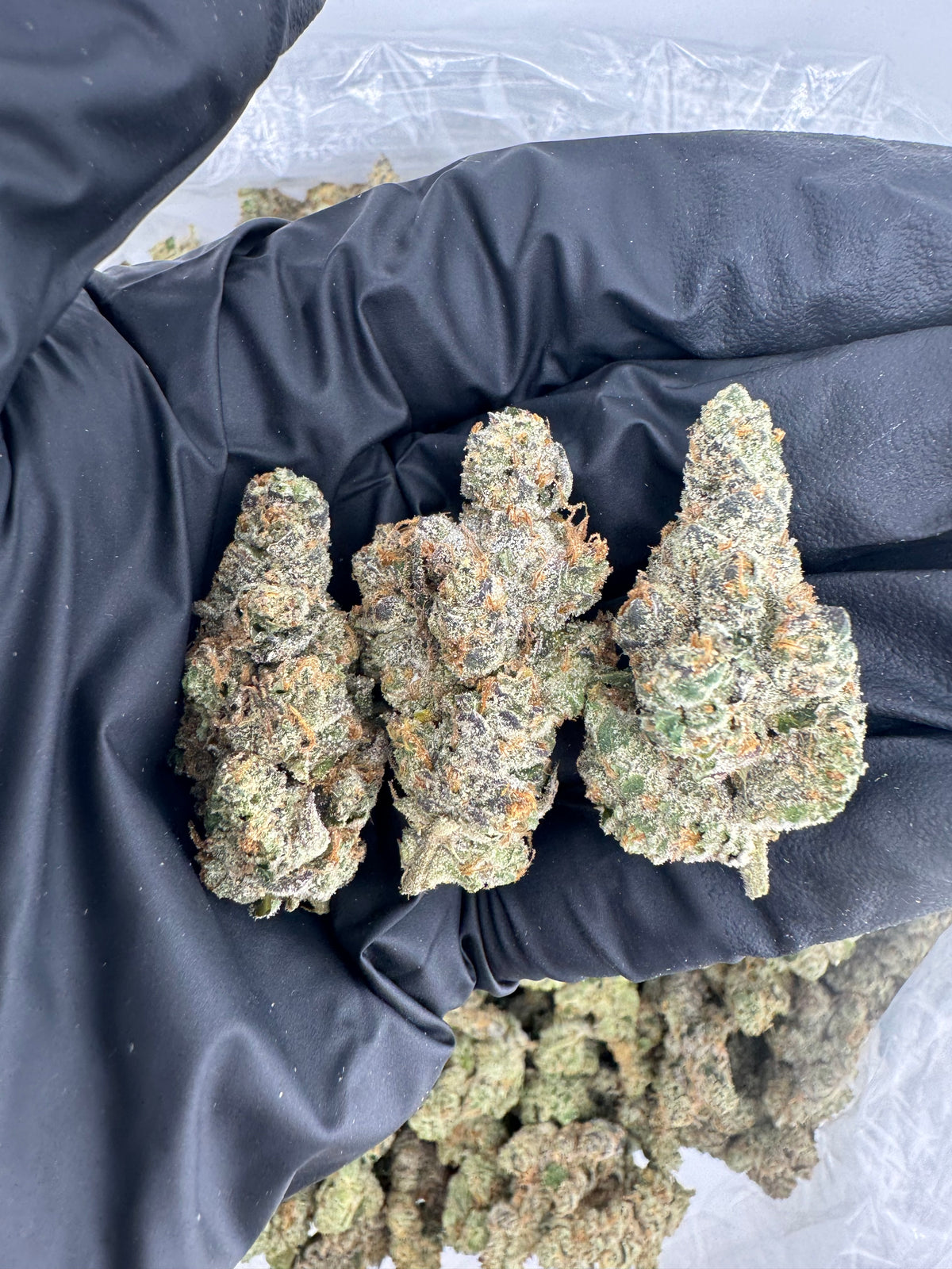 GMO (Indoor Plus) flower photo