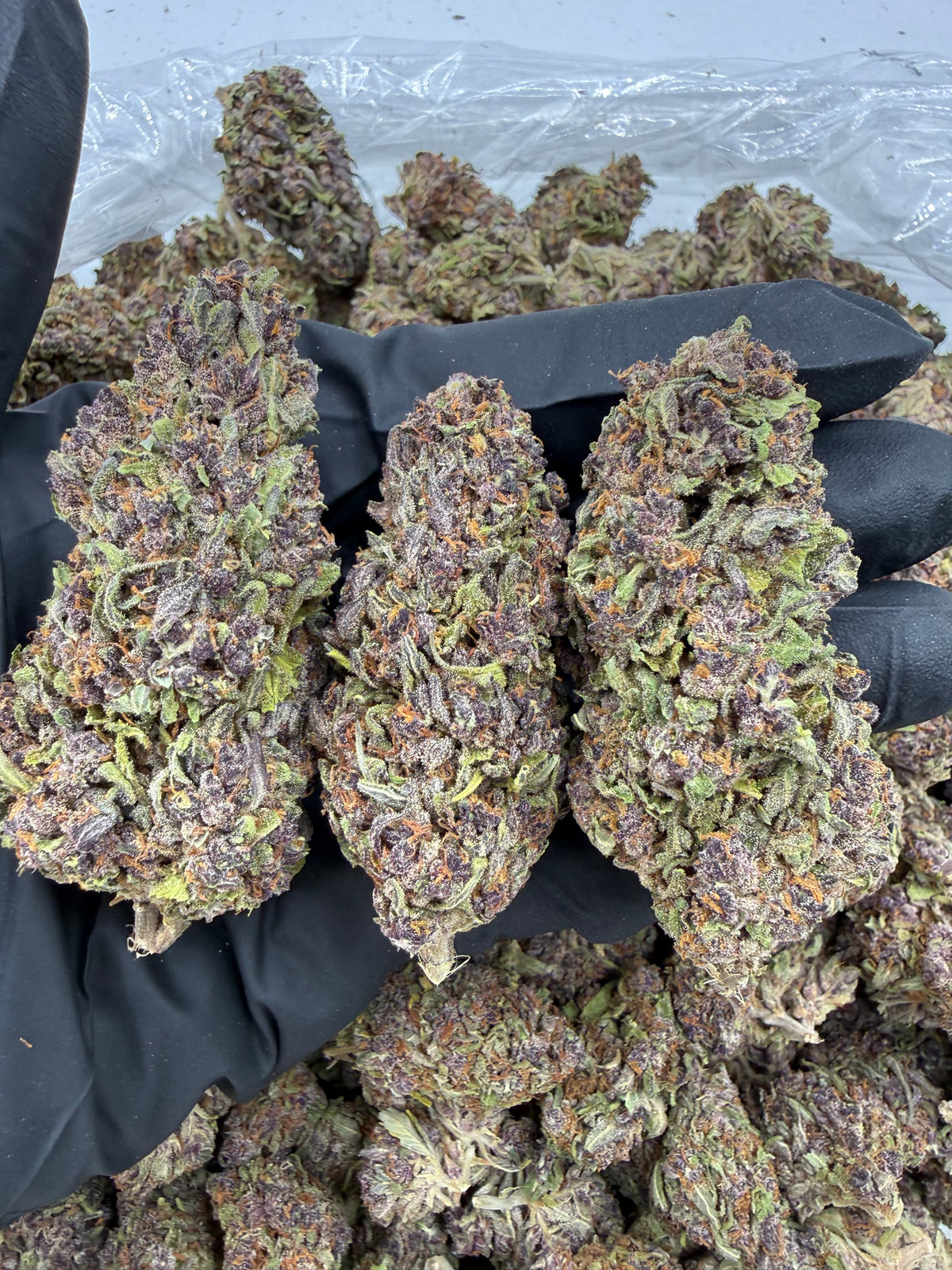 Queen Of The South (Deps) flower photo