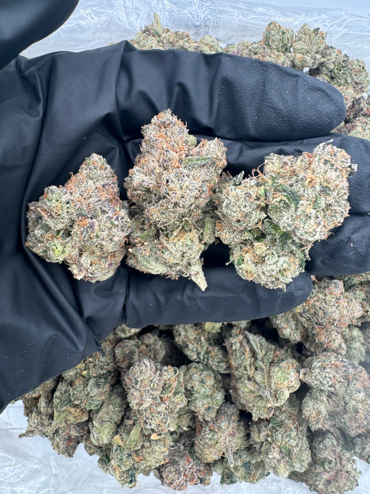Jokerz Candy (Indoor Plus) flower photo