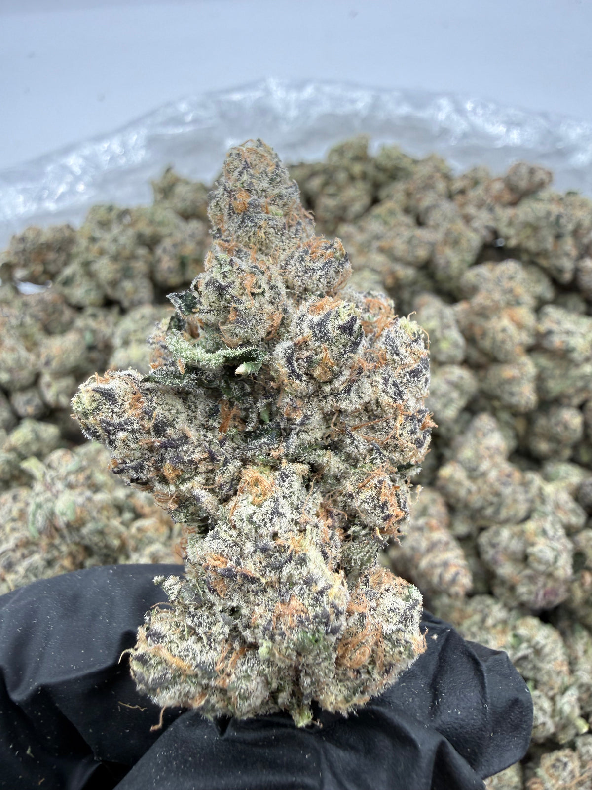 Blue Benjamin (Exotic) supplier nug photo