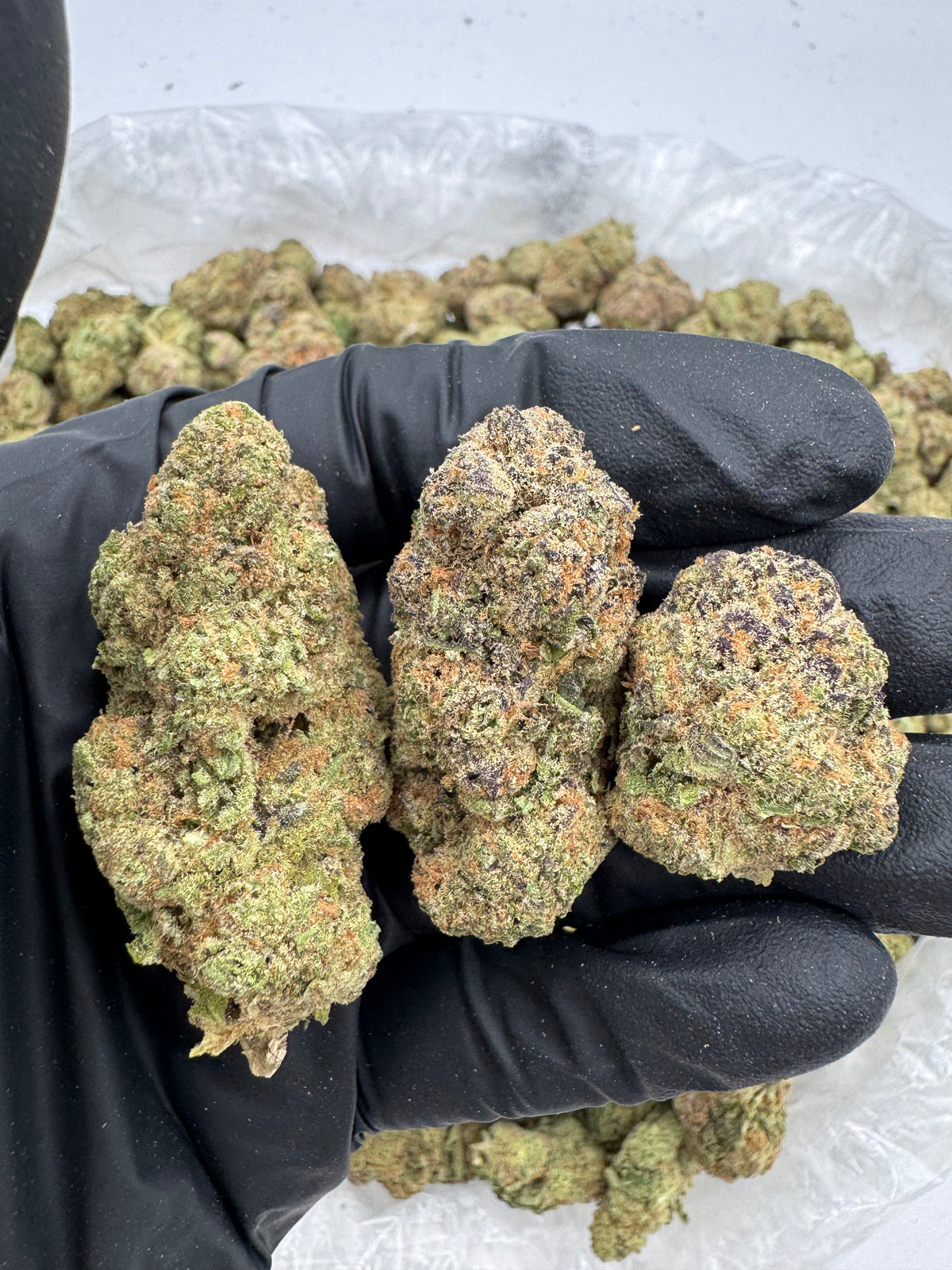 Blueberry Lemonade (Indoor) flower photo