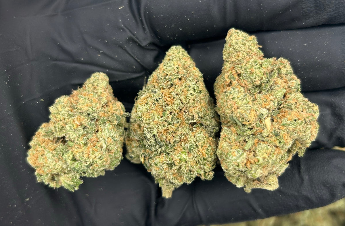 Blue Skittles (Indoor) flower photo