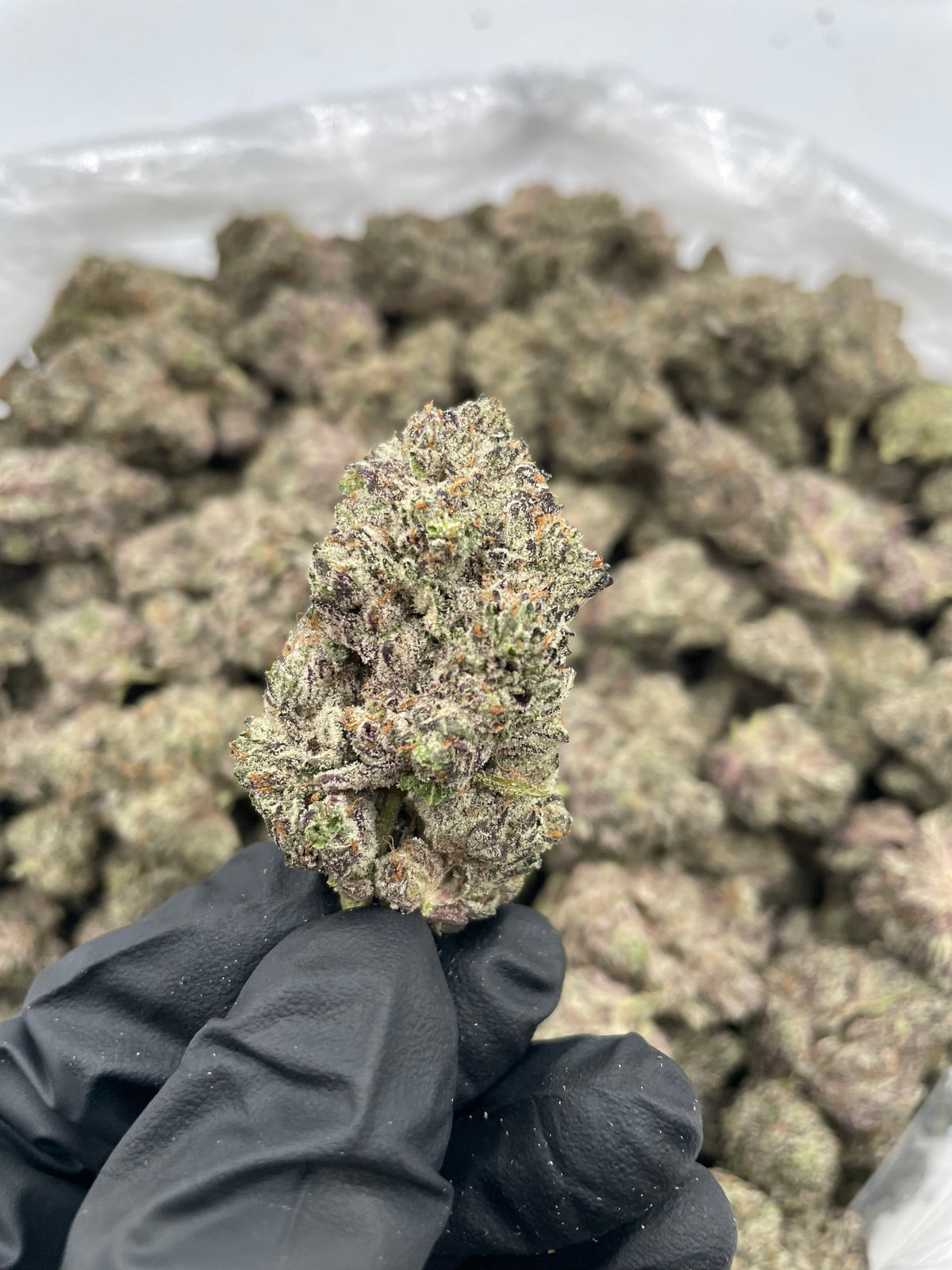 Purple Widow (Indoor) supplier nug photo