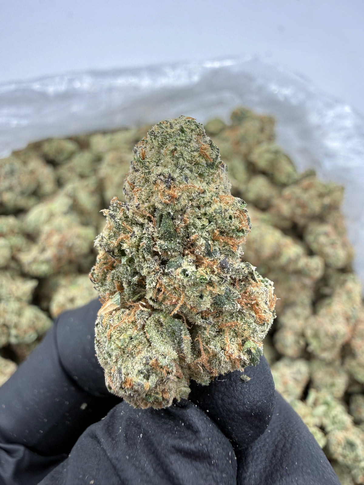 Sour OG (Indoor Plus) supplier nug photo