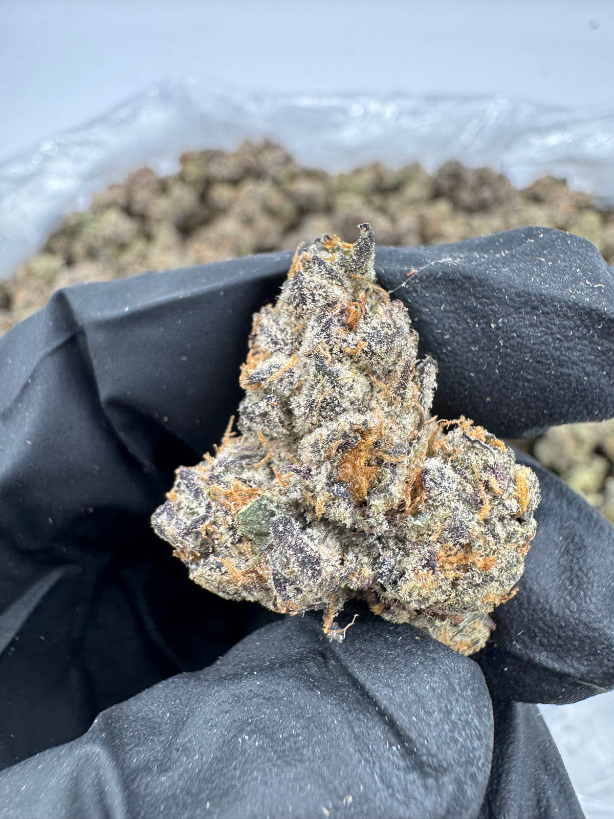 Zereal (Indoor Plus) supplier nug photo
