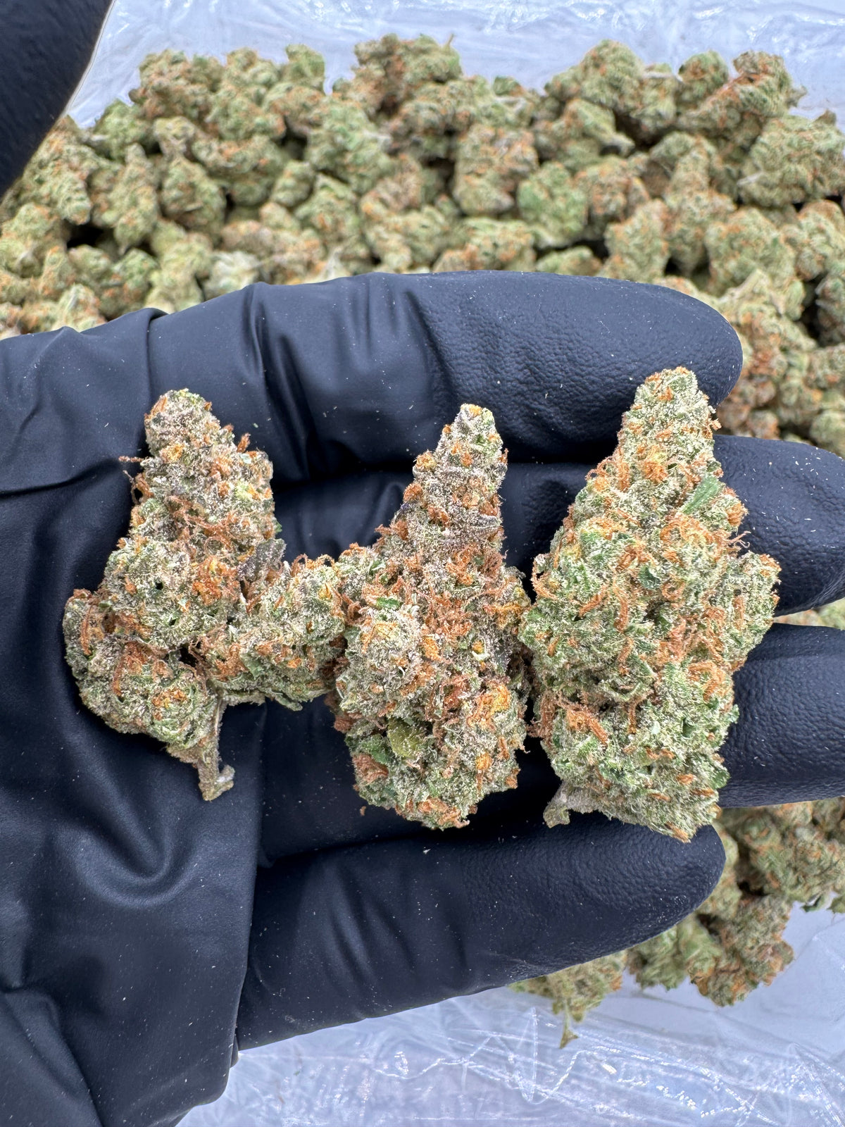 Jack The Ripper (Indoor Plus) flower photo
