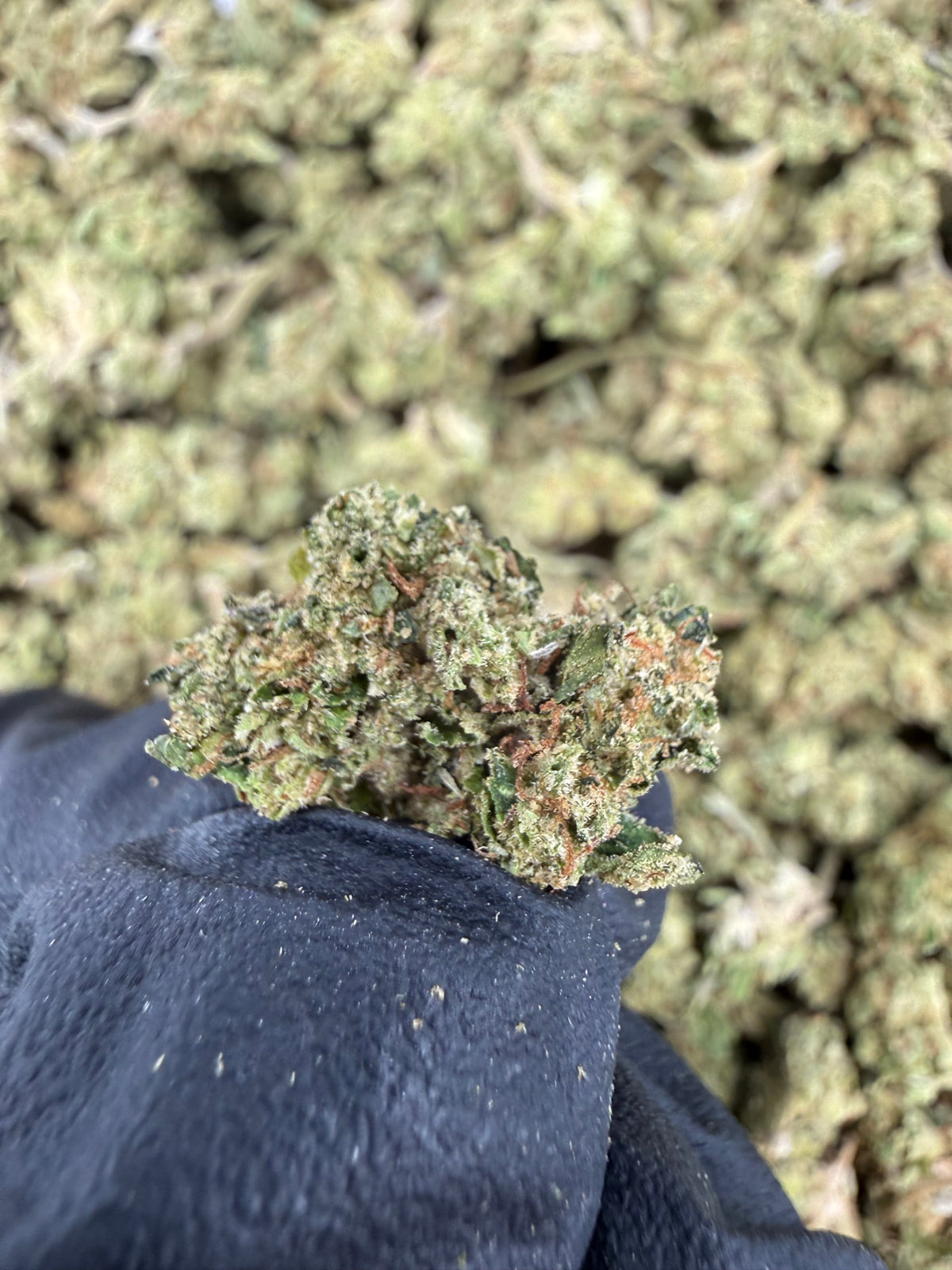 Wedding Cake (Deps Smalls) supplier nug photo