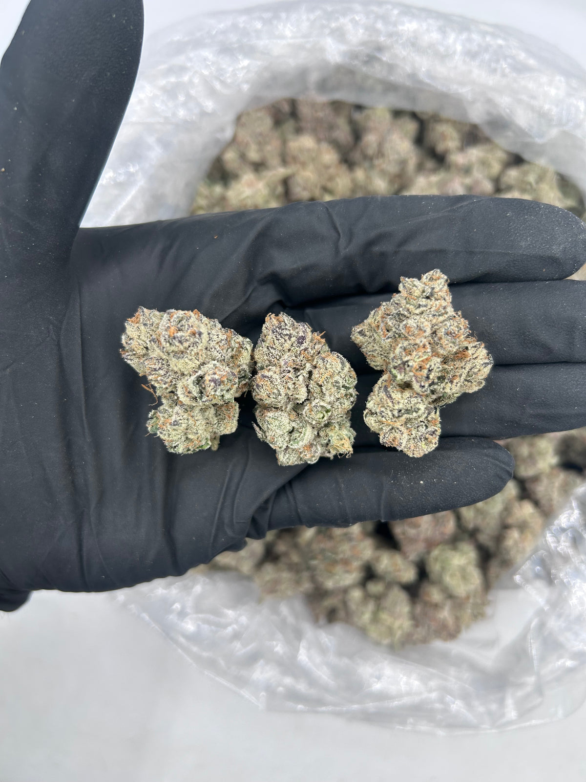 Shangri-La (Exotic Bigs) flower photo