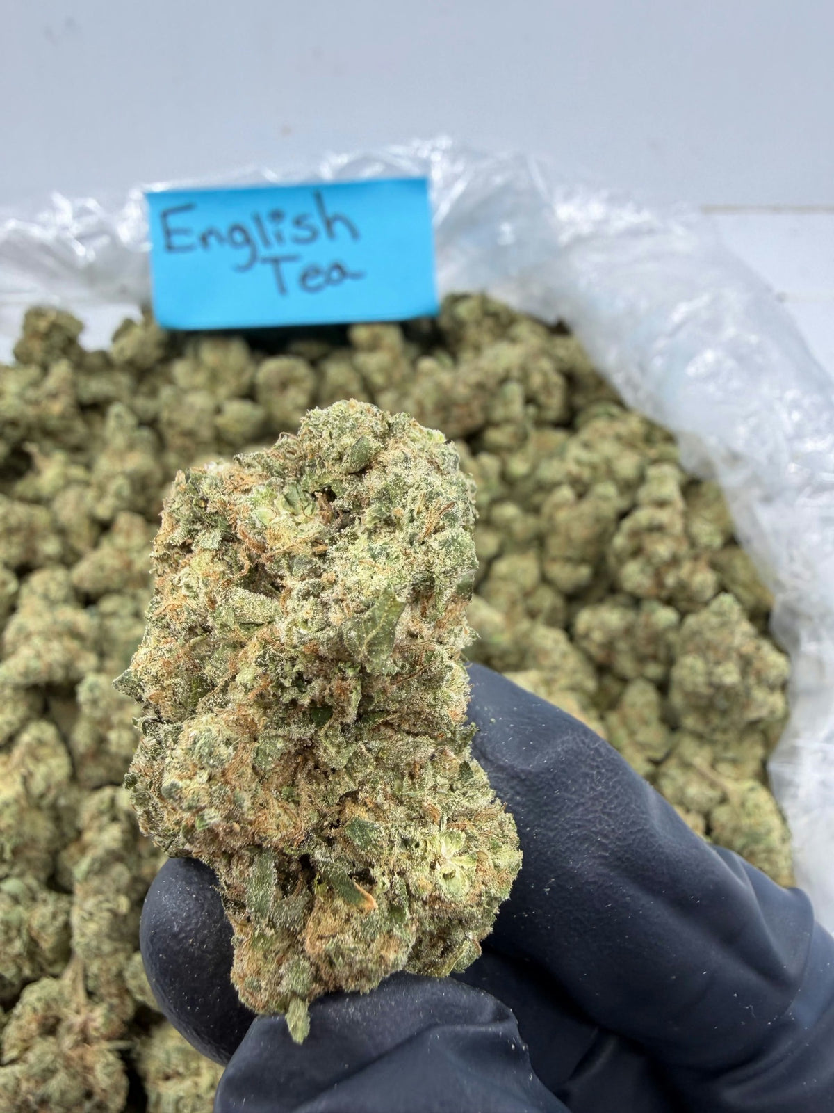 English Tea Oregon flower