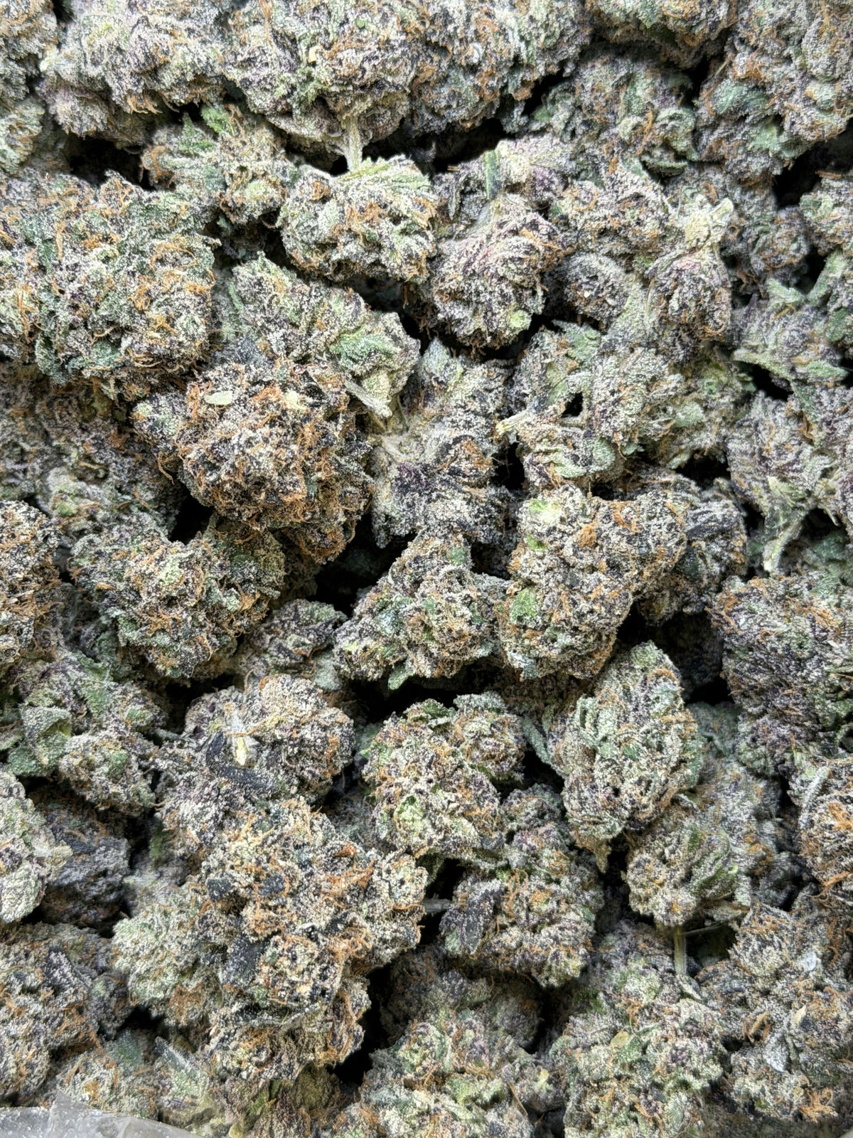 GALACTIC WARHEADZ flower photo 2