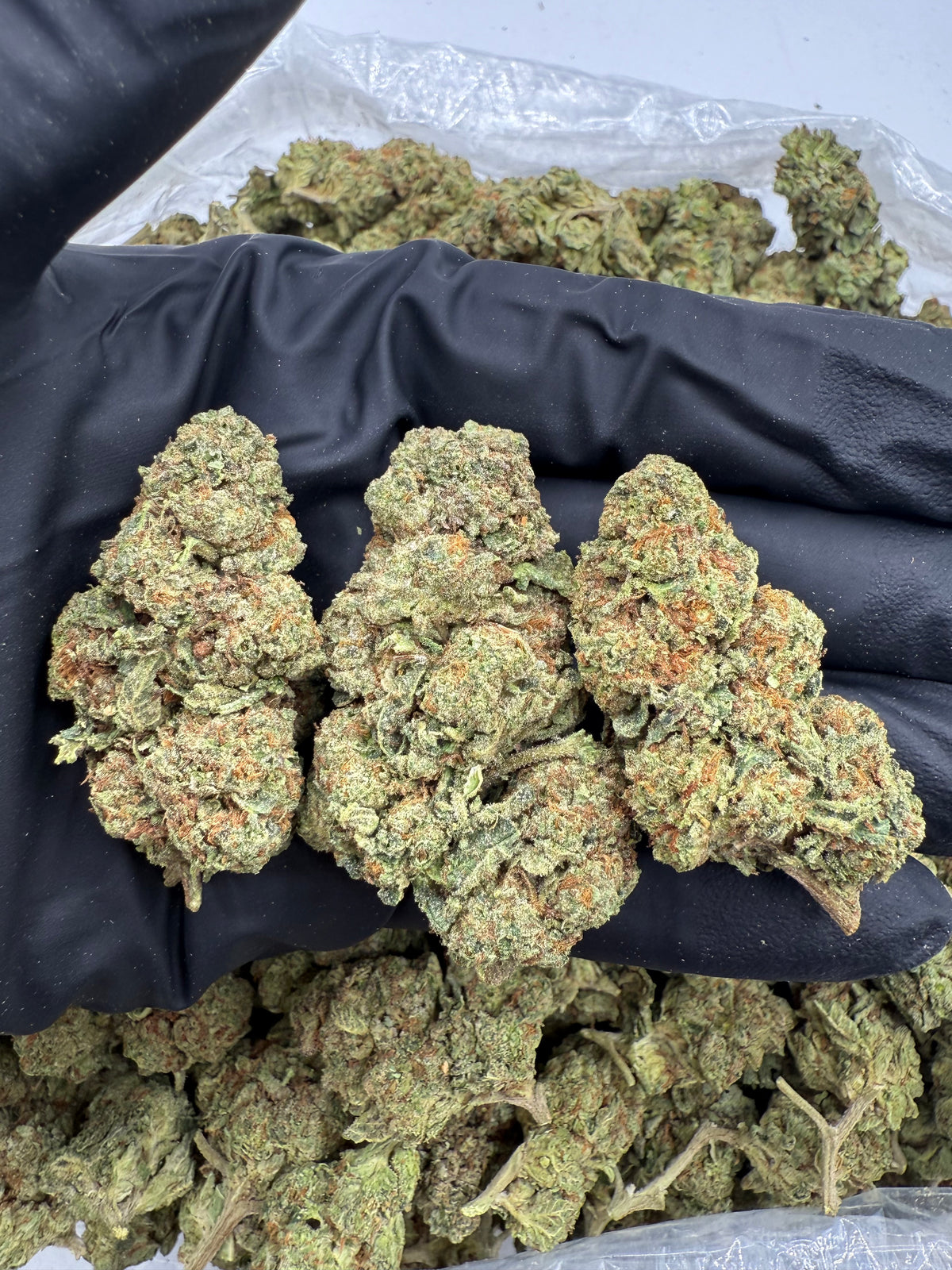 Gelato (Lows) flower photo