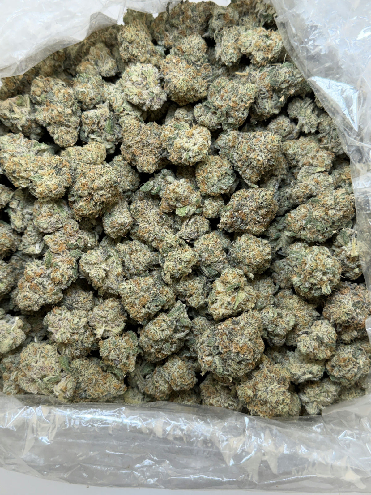 Georgia Pie X Zkittles Z Pie flower photo 1