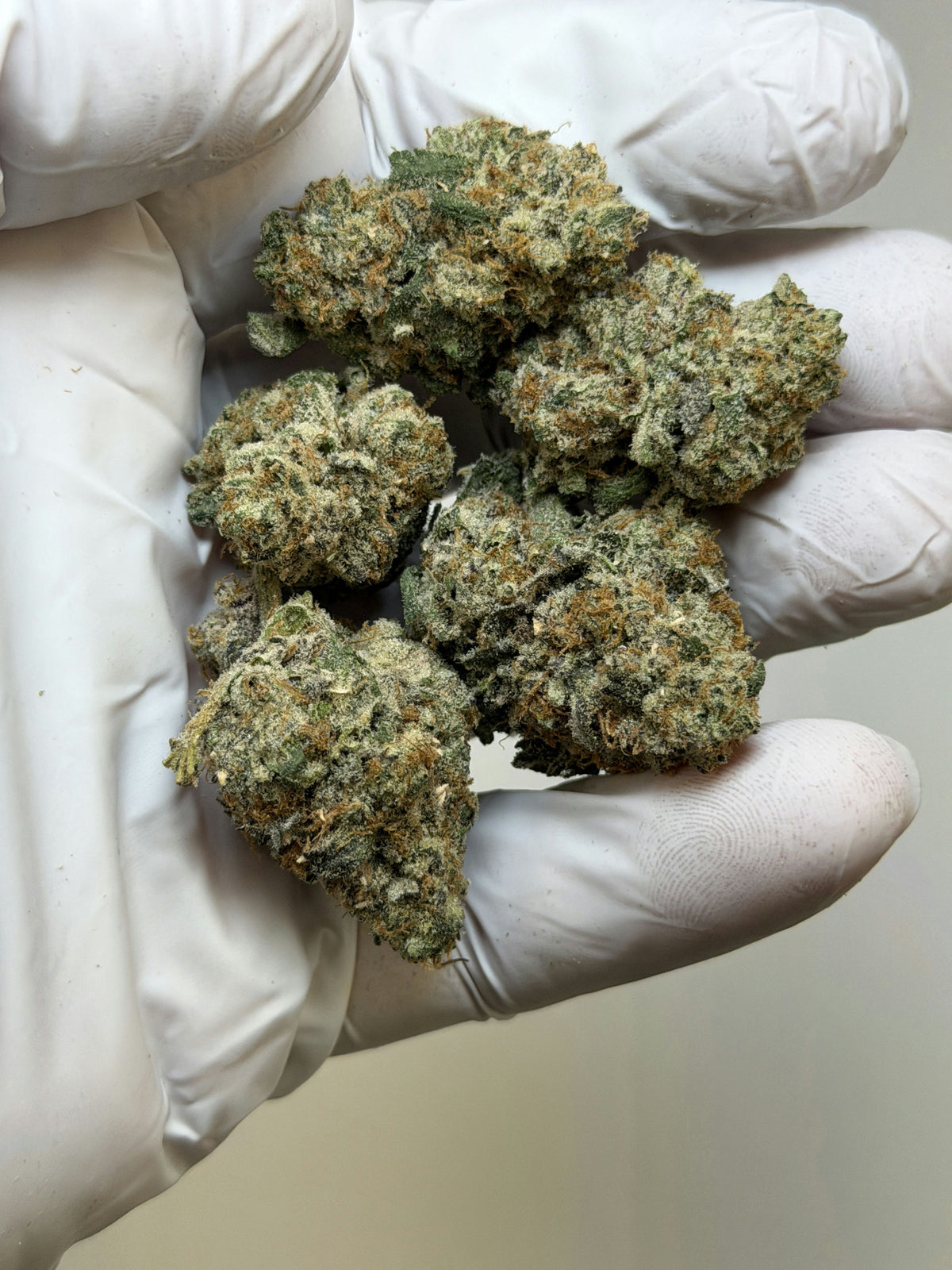 Georgia Pie X Zkittles Z Pie flower photo 2