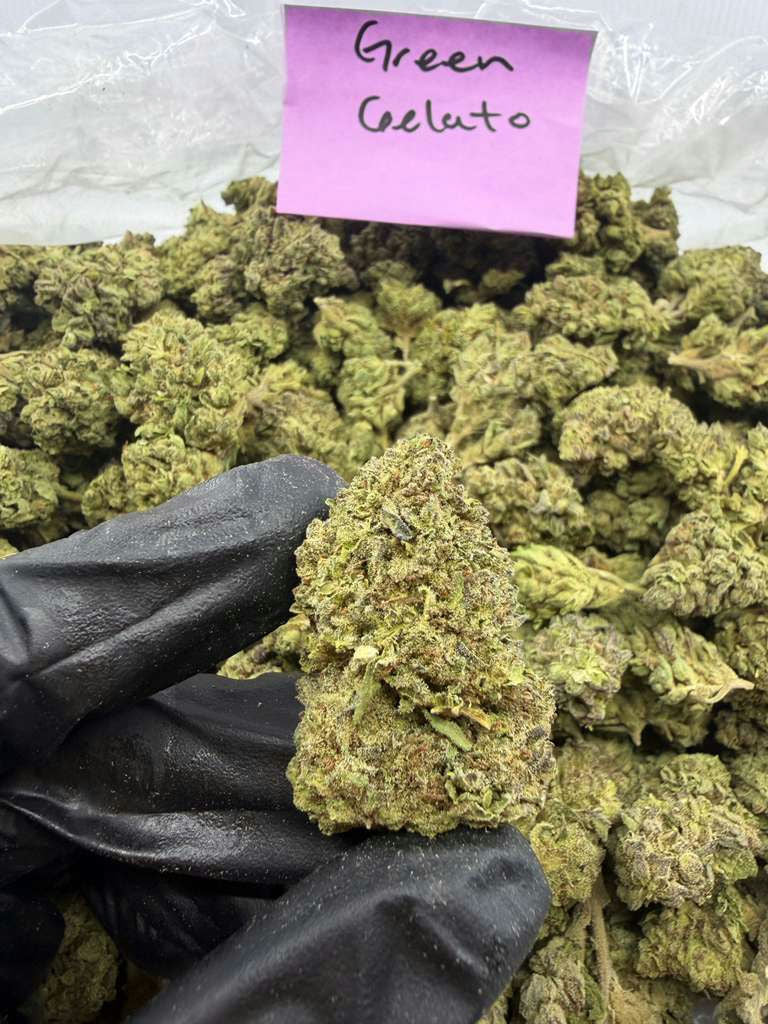 GREEN GELATO flower photo 2